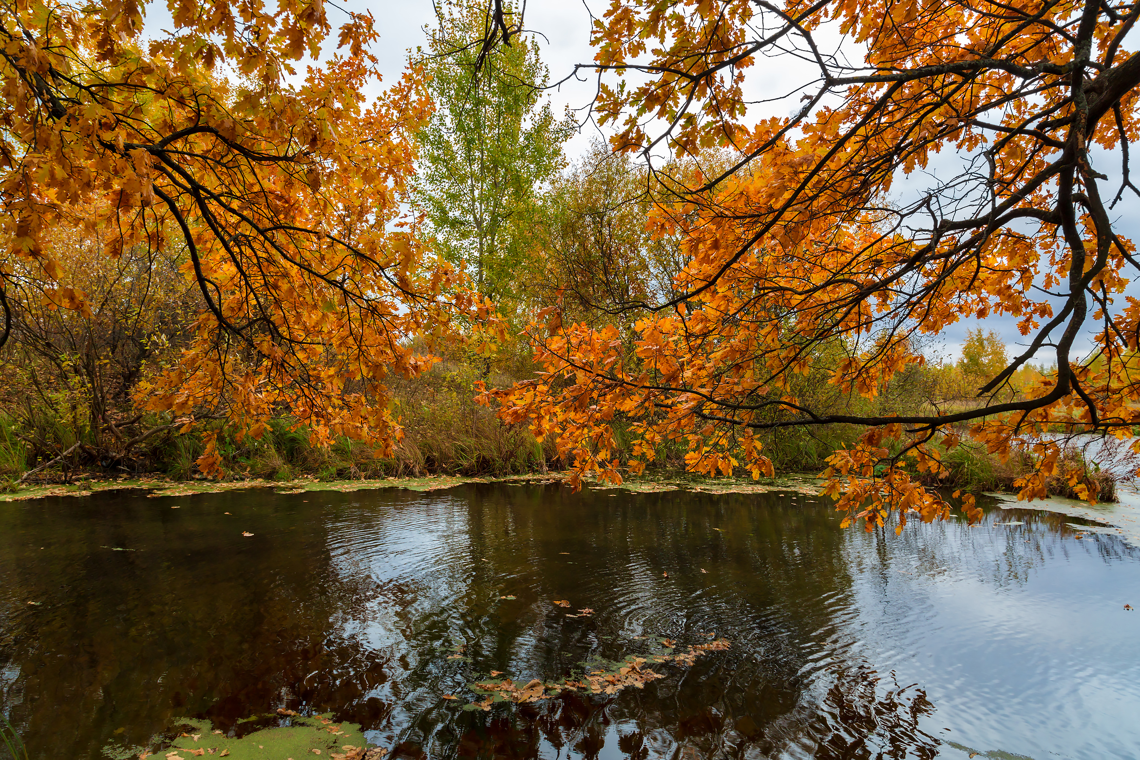 免费照片湖面上的秋天