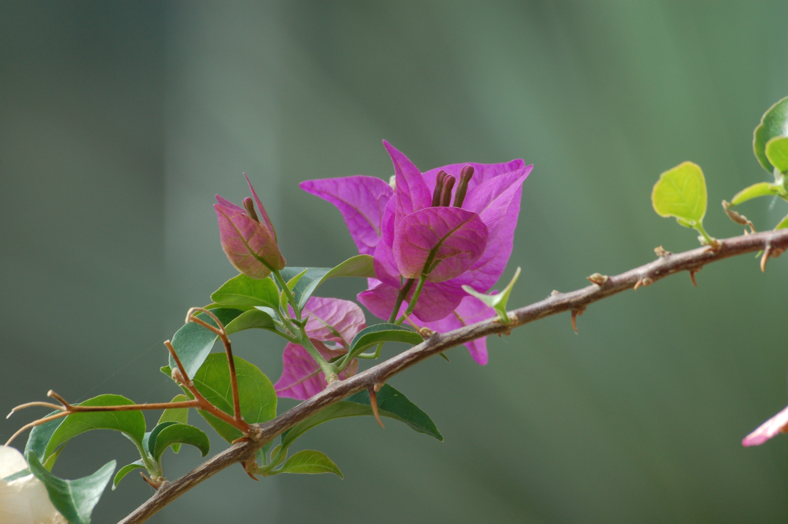 Фото бесплатно Бугенвиль, растение, цветок