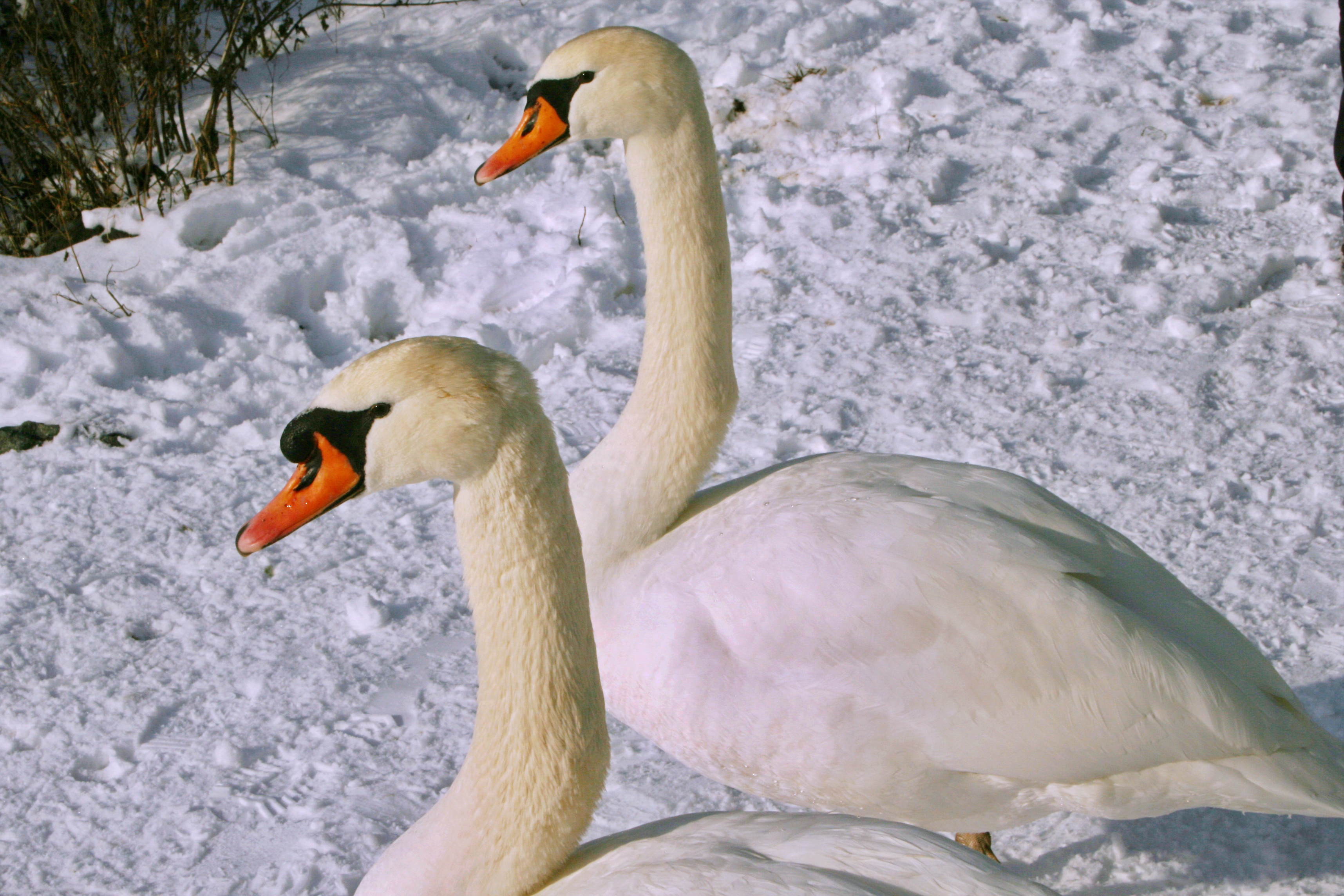 Фото бесплатно обои лебеди, зима, птицы
