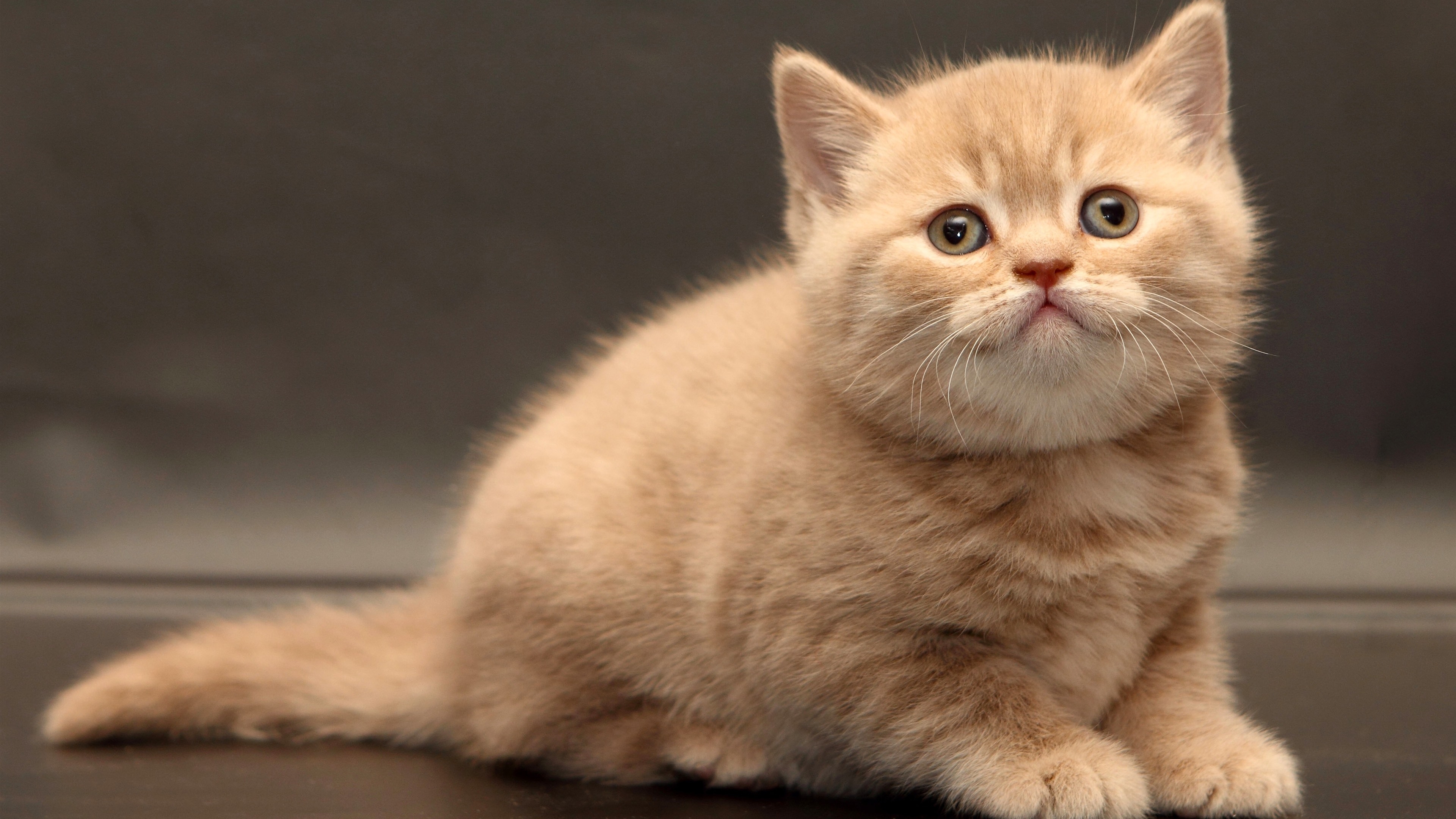 Бесплатное фото Смешной рыжий котенок
