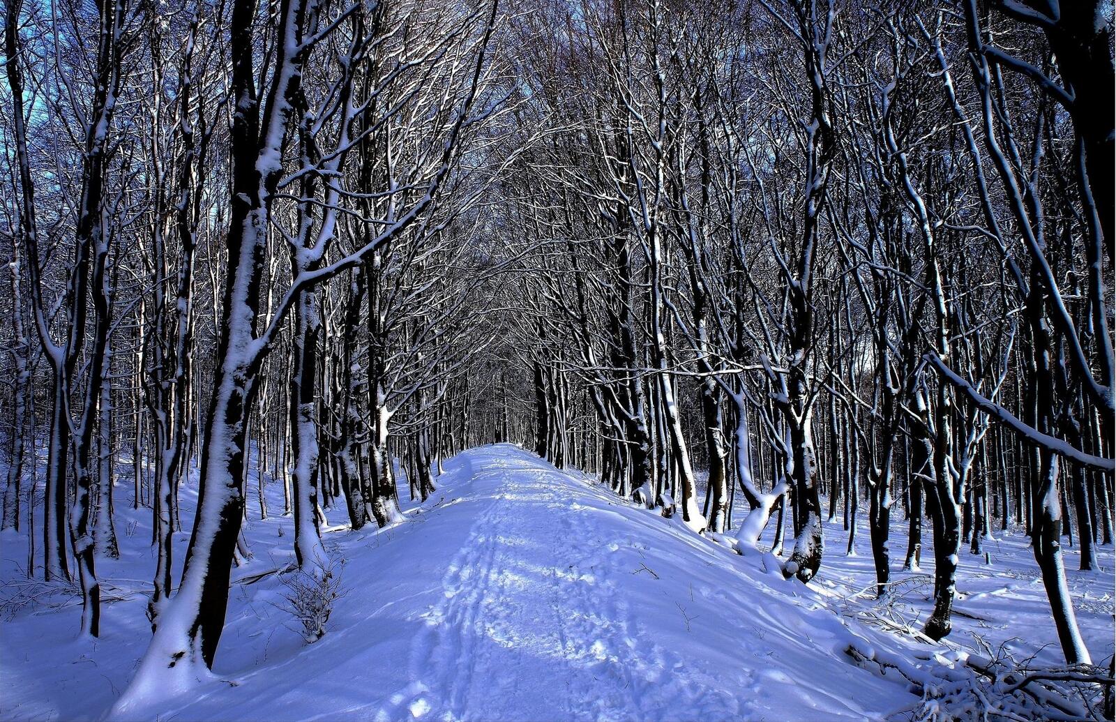 Wallpapers winter forest alley on the desktop