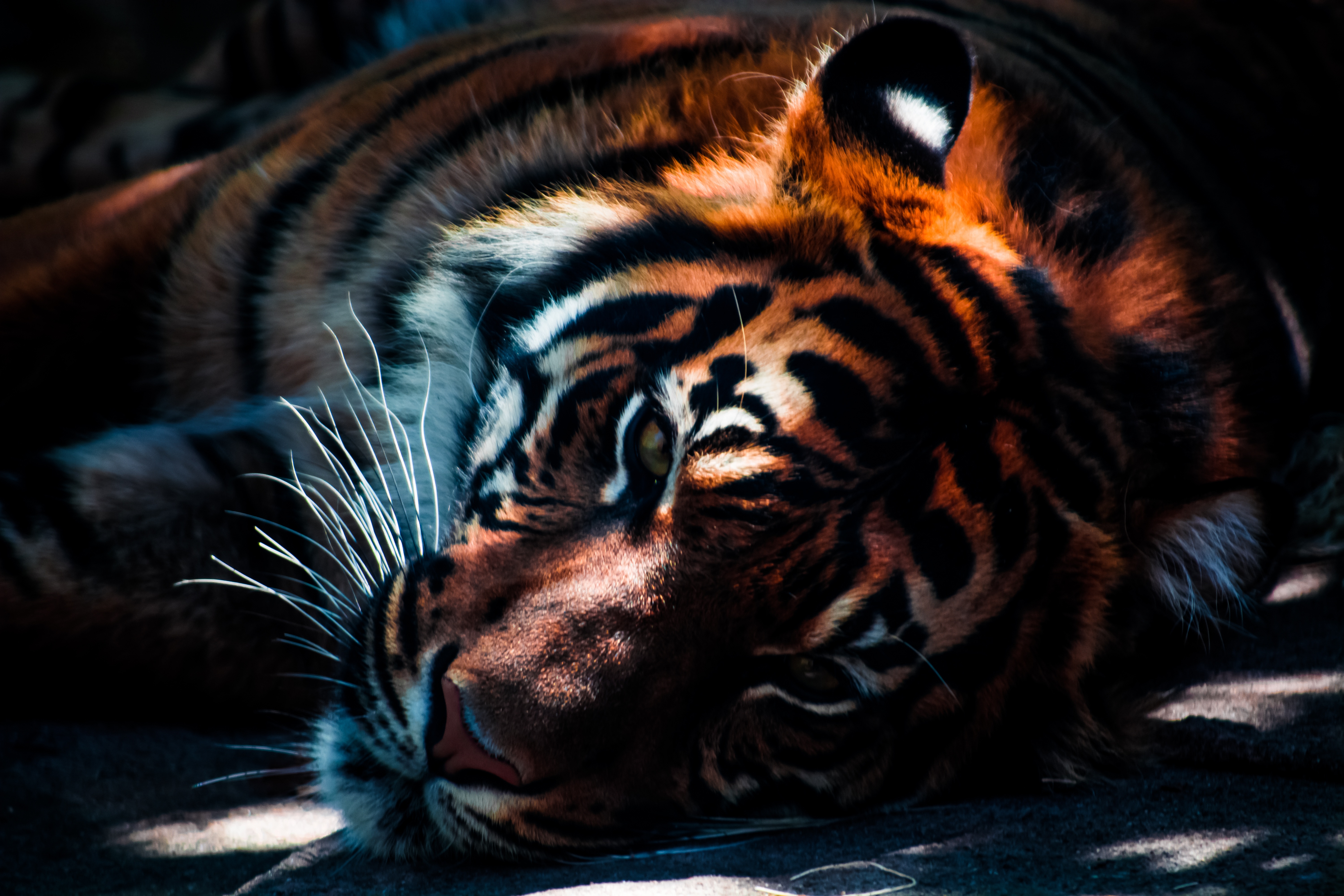 Фото бесплатно полосатый, кошки, тигр