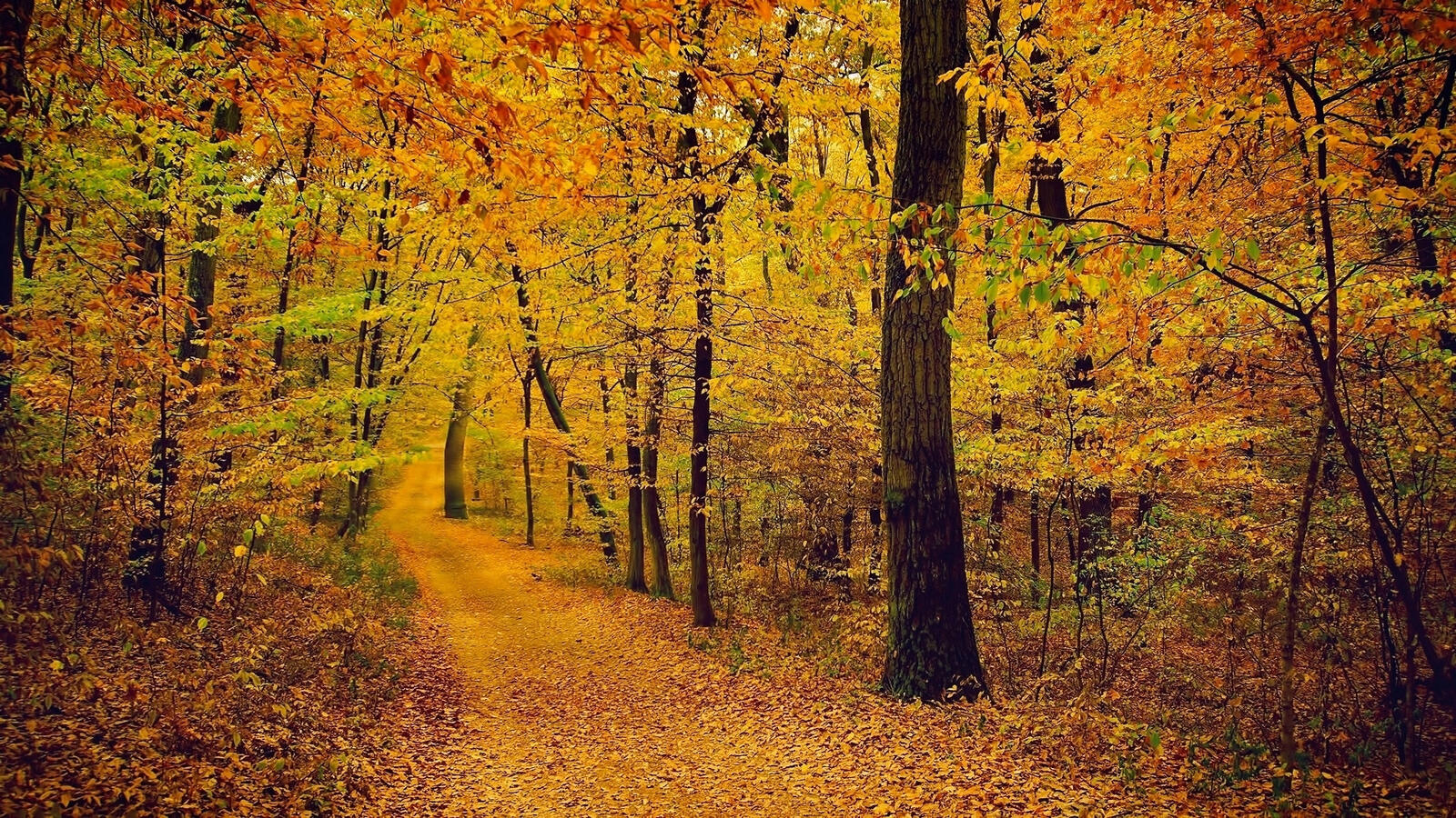 Обои осень пейзажи лес на рабочий стол