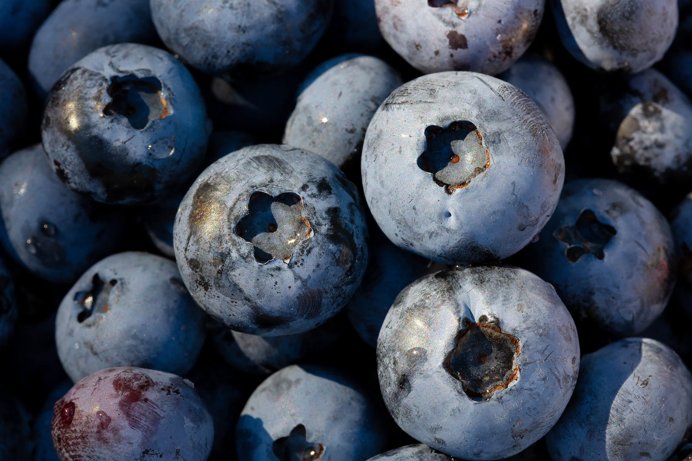 Wallpapers blueberries berries blue on the desktop