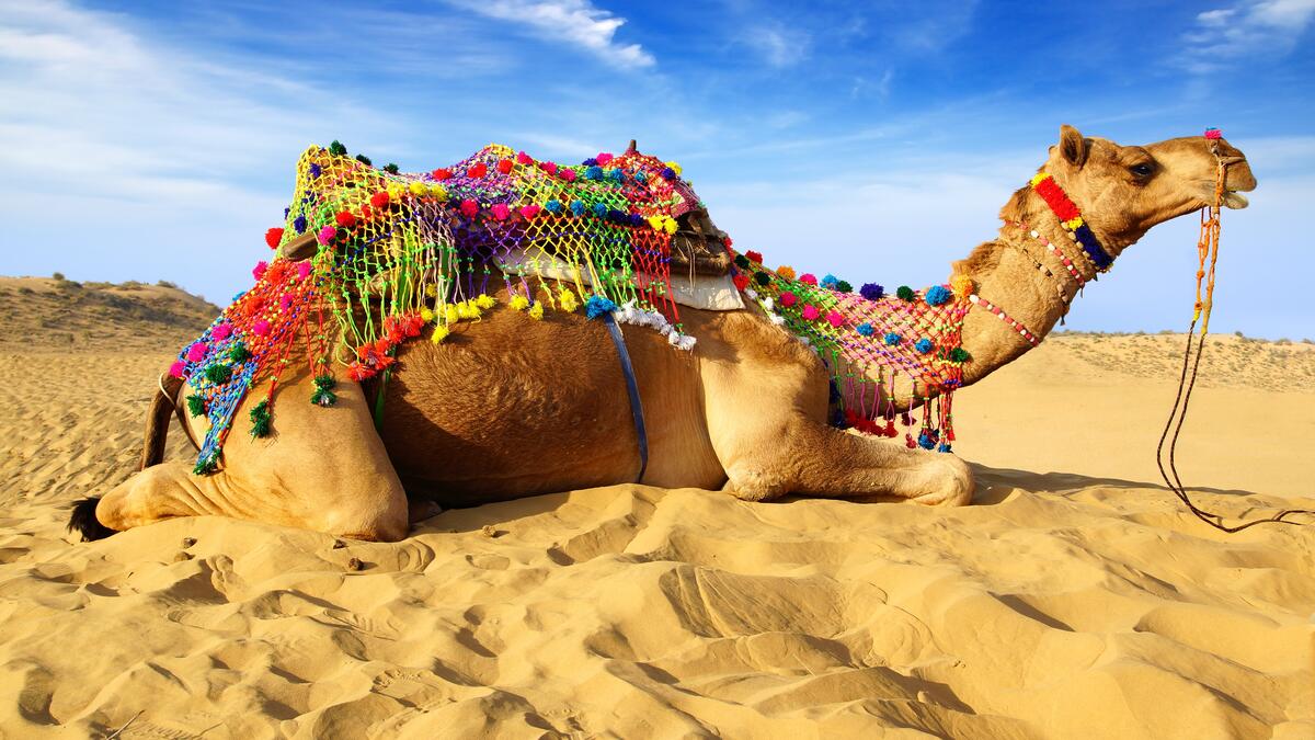 Верблюд отдыхает на песке