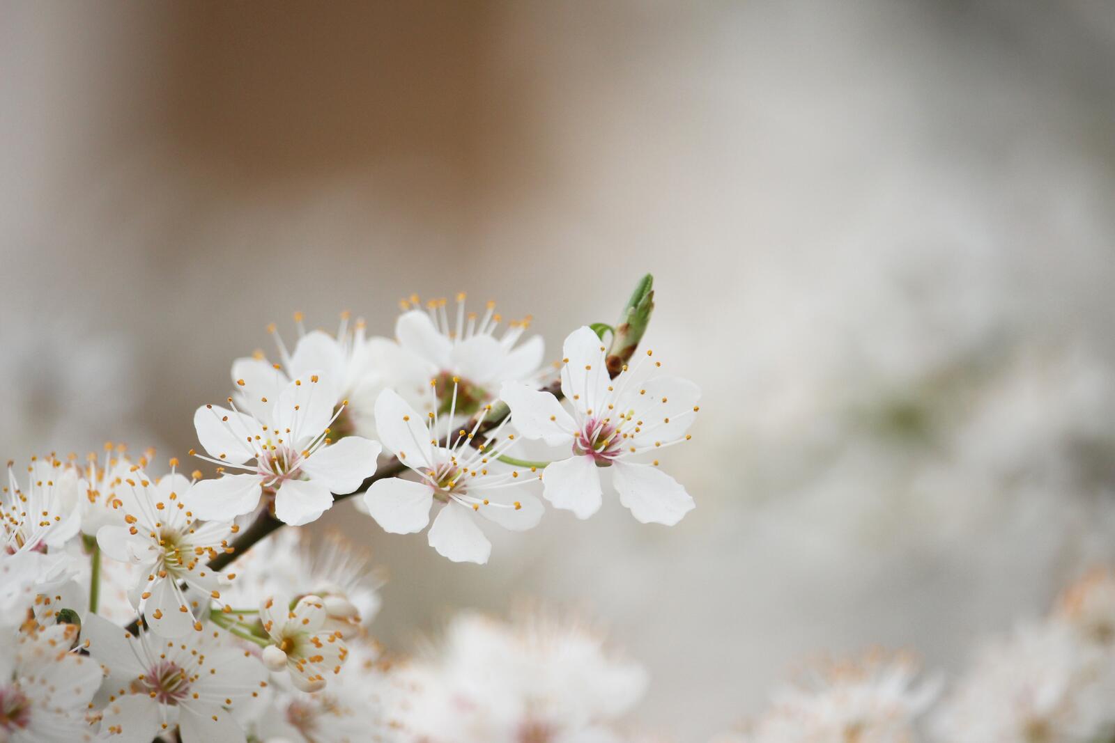 Обои ветвь белый обои весенние цветы на рабочий стол