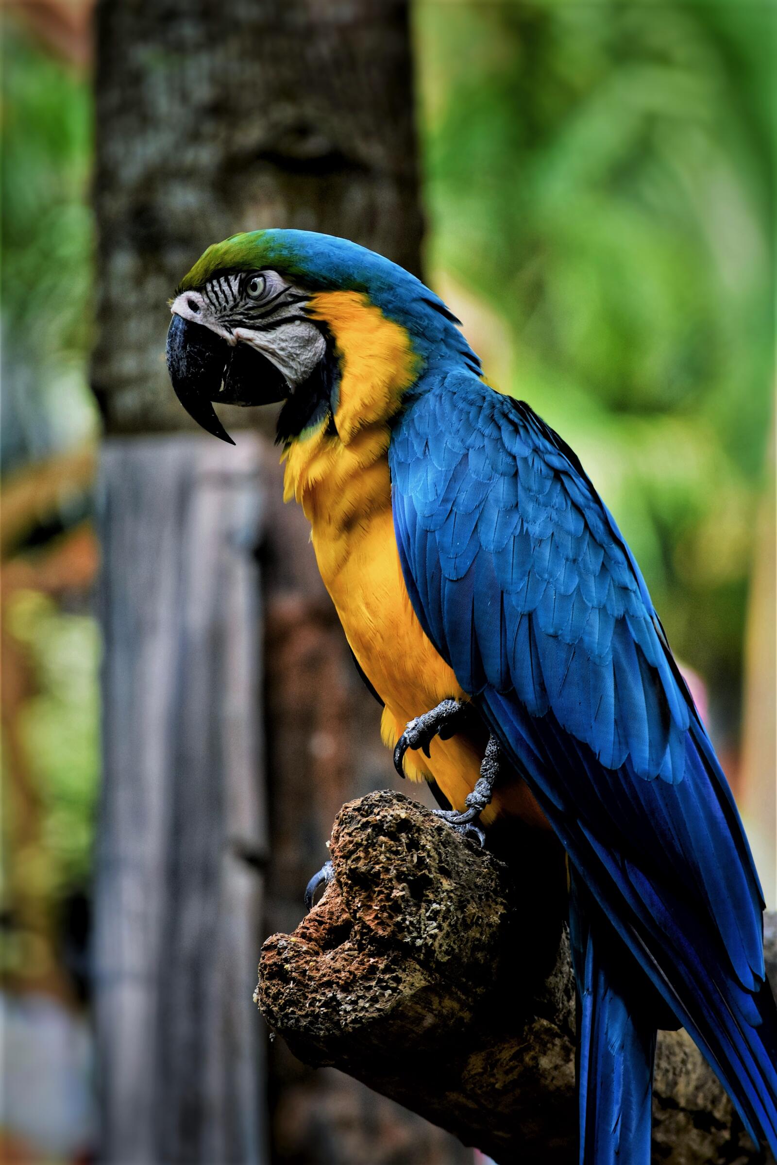 Wallpapers macaw parrot beak bird on the desktop