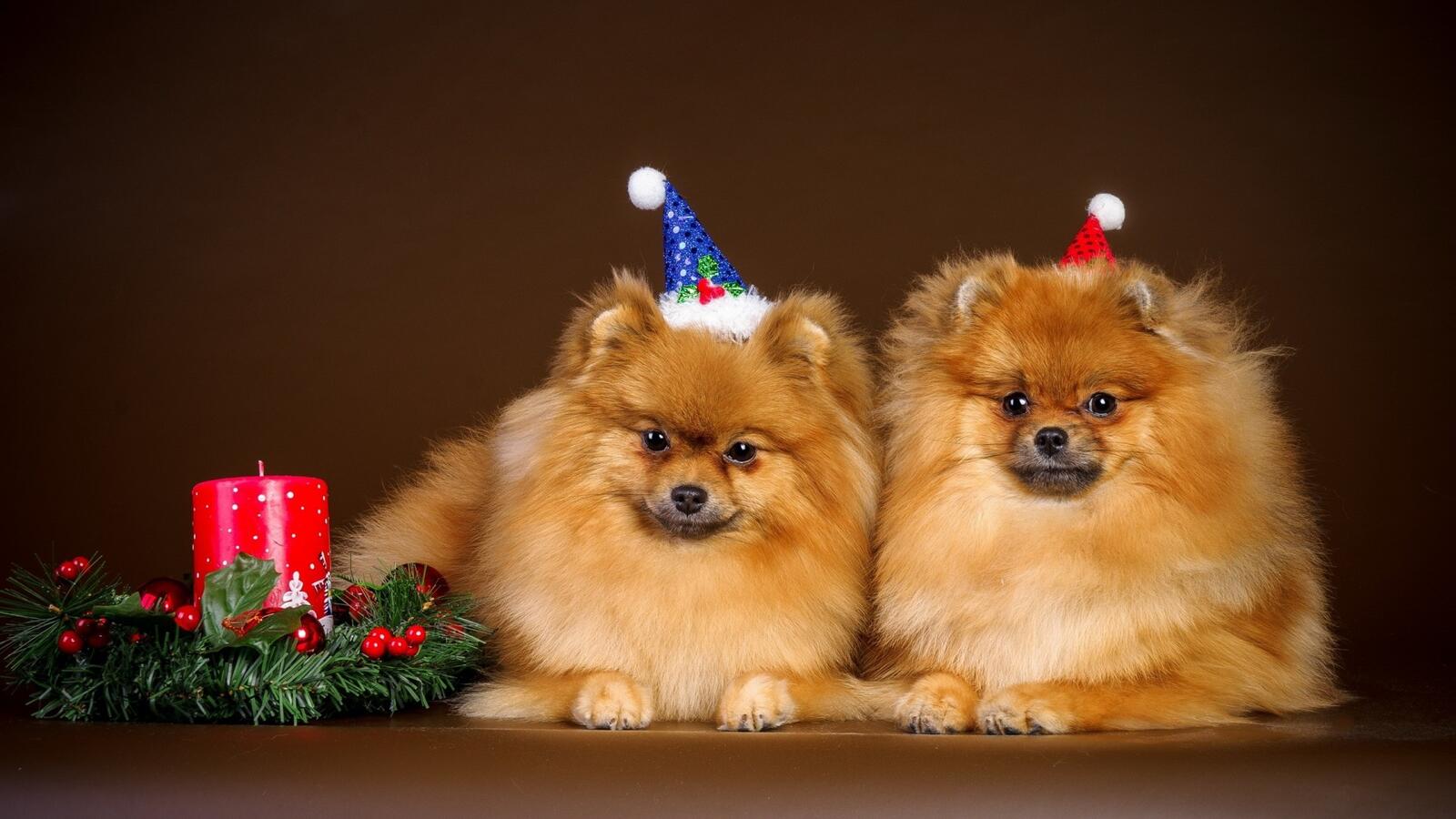 桌面上的壁纸圣诞帽 两只狗 幼犬