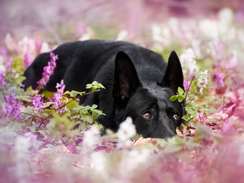 The black dog hid in the field among the flowers