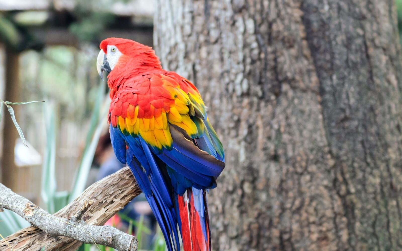 Wallpapers bird parrot cockatoo on the desktop