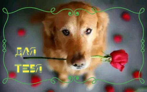 flowers for you dog for you