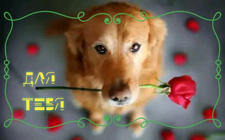 Postcard free flowers for you, dog, for you