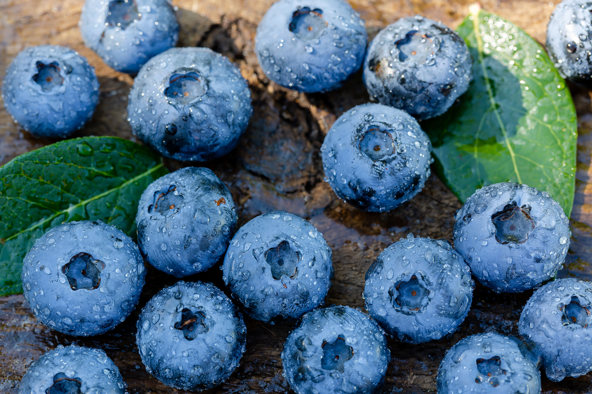 Free photo Blueberry berries