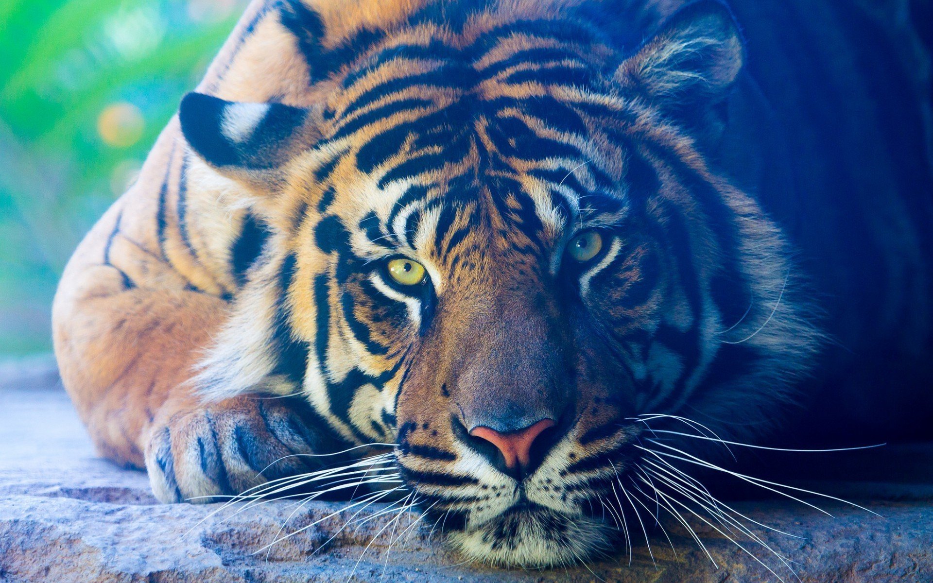 Wallpapers green eyes tiger cats on the desktop