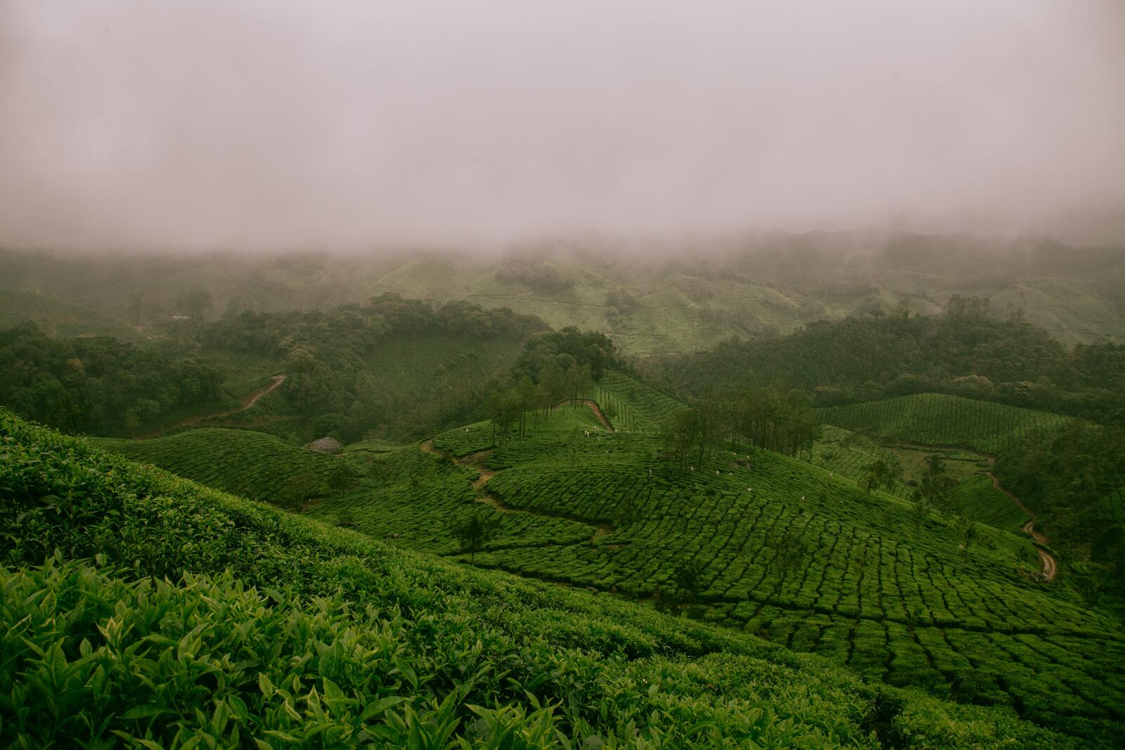 Природные особенности индии. Чайные плантации в Индии. Чайные плантации Муннар в Южной Индии. Кения чайные плантации. Кения плантации чая.
