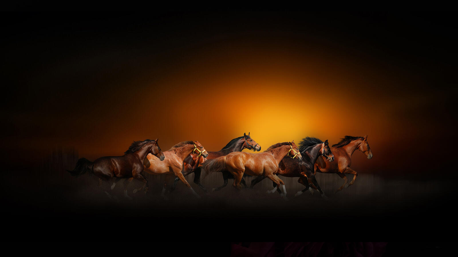 Wallpapers horses art racing on the desktop