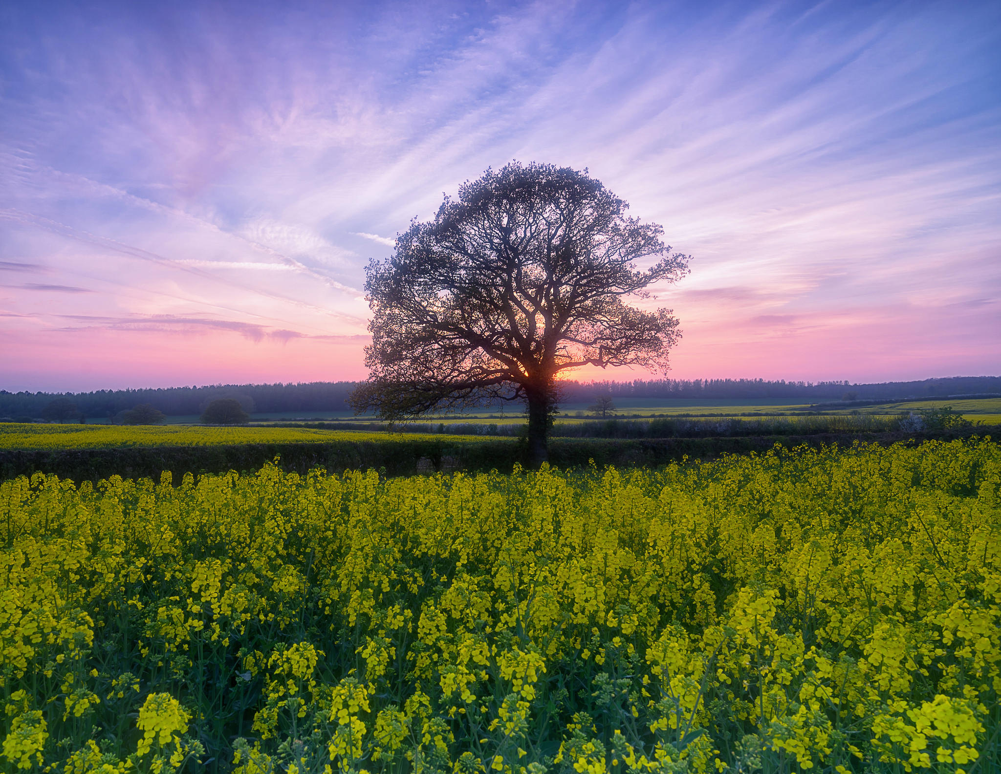Wallpapers flowers trees without leaves sunset on the desktop