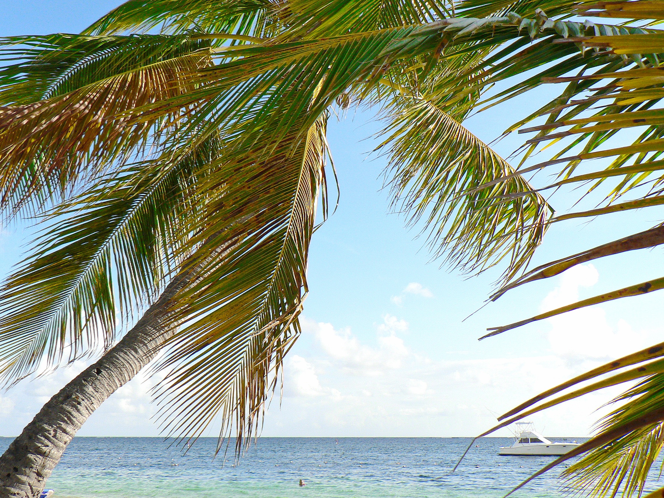 Фото бесплатно океан, пальмовое семейство, дерево