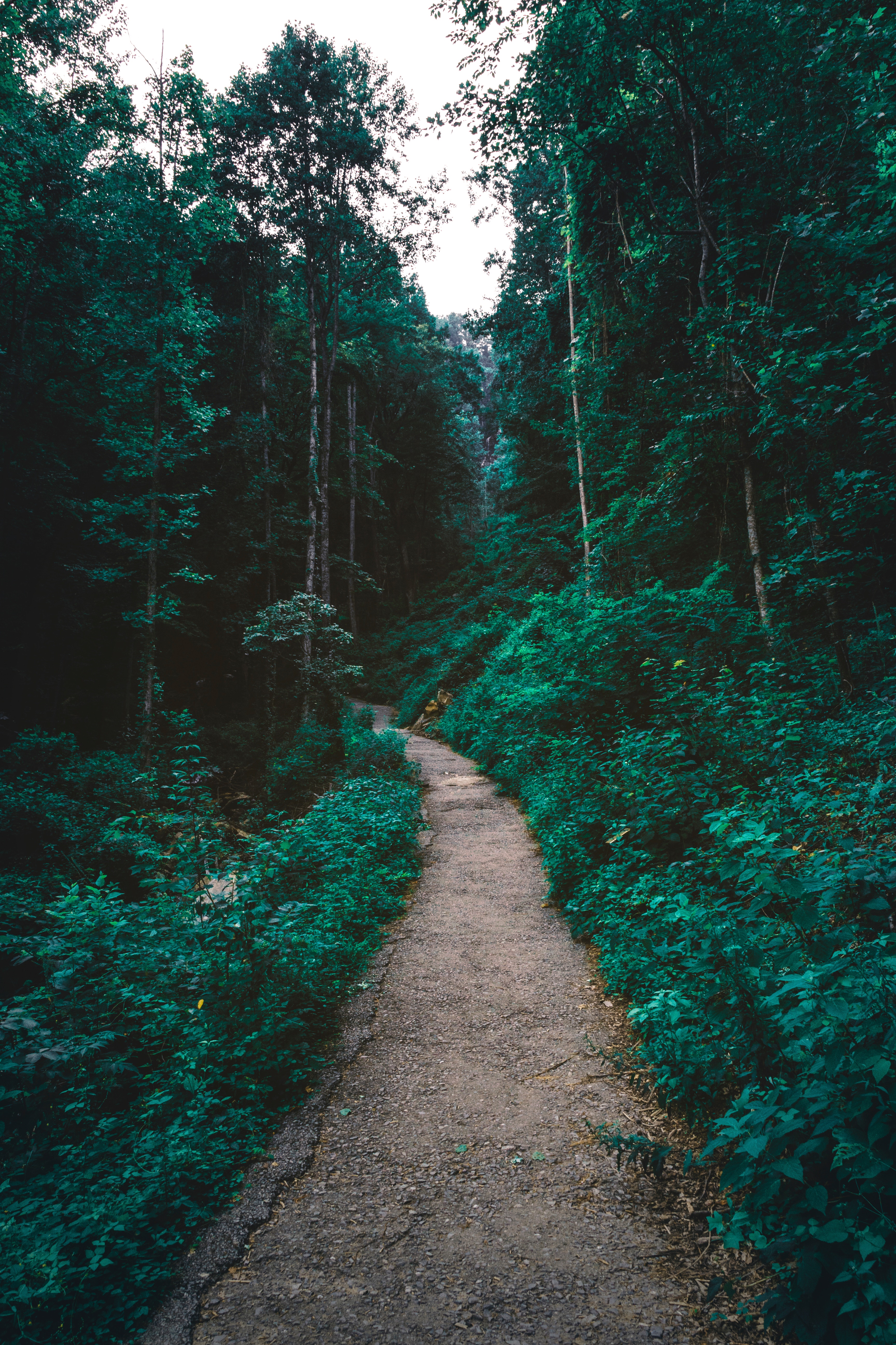 Фото бесплатно летний лес, путь, тропинка