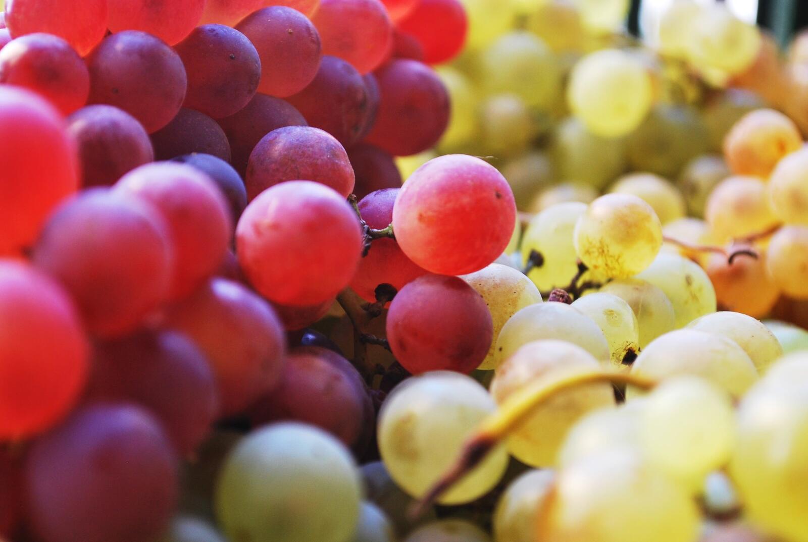 Обои виноград фрукты много на рабочий стол