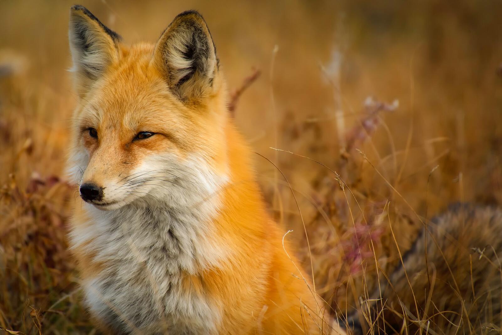 Wallpapers animal wildlife fox on the desktop