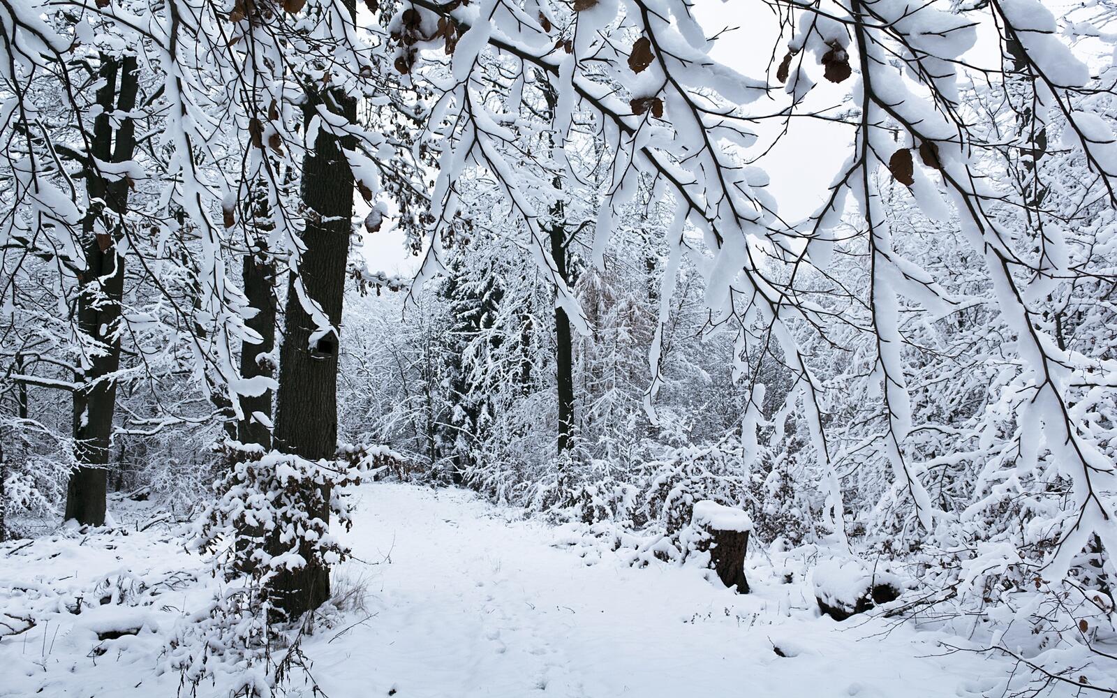 Бесплатное фото Лес в белых красках
