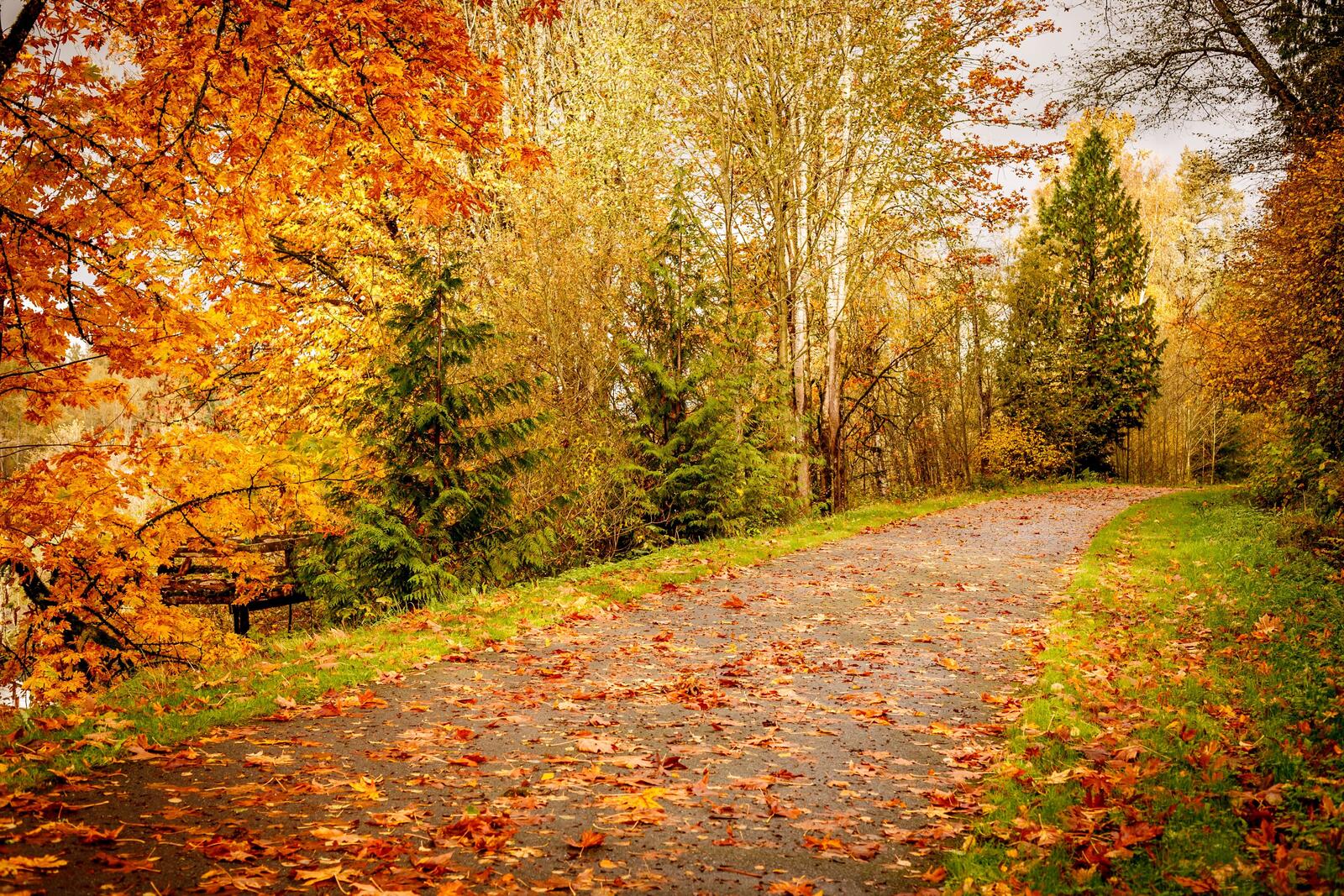 Wallpapers autumn paints autumn forest trees on the desktop