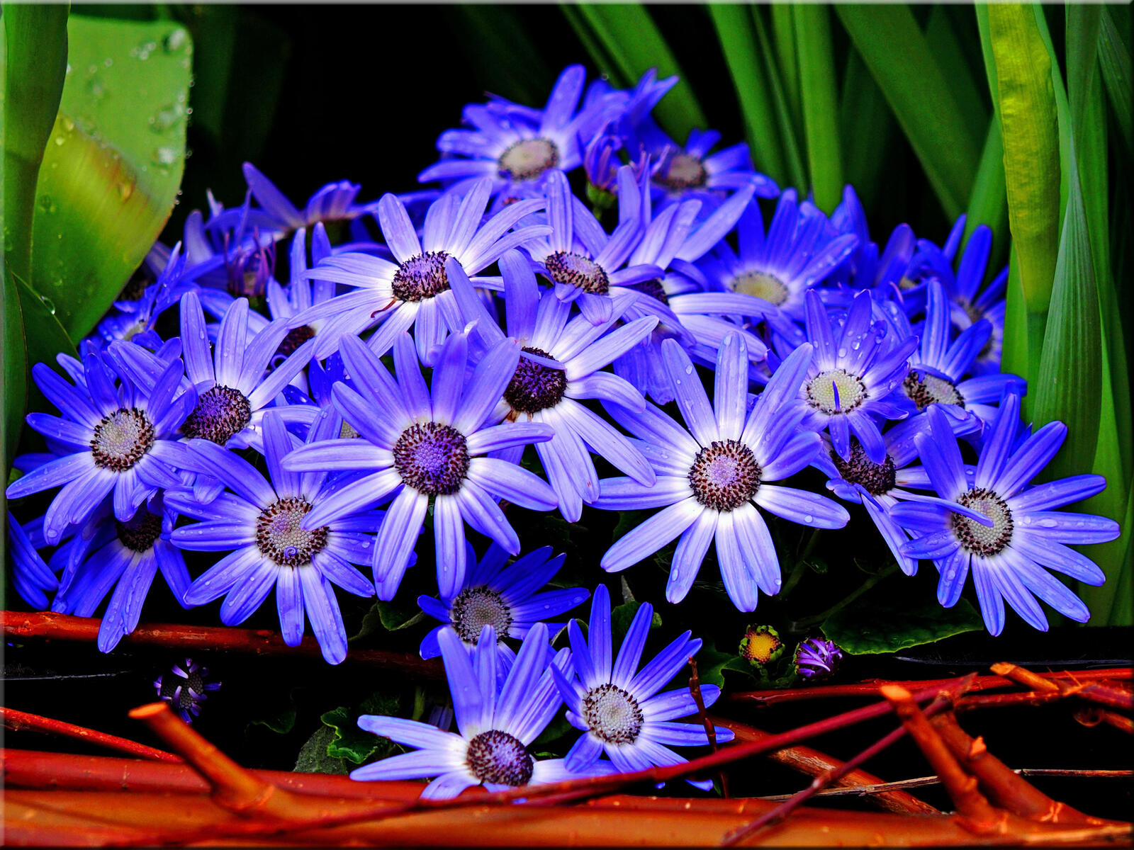 桌面上的壁纸鲜花 蓝花 菊花