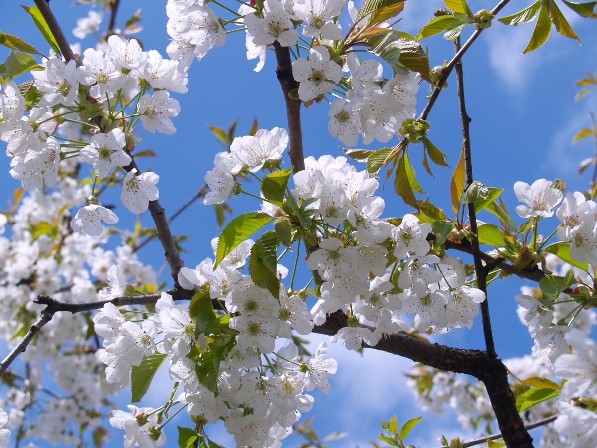 Белые цветы растут на дереве
