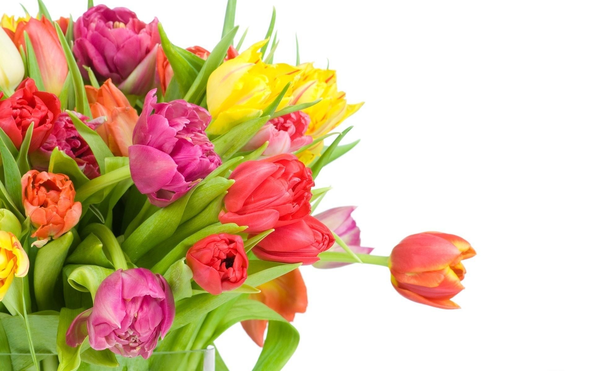 Обои тюльпаны цветы букет на рабочий стол