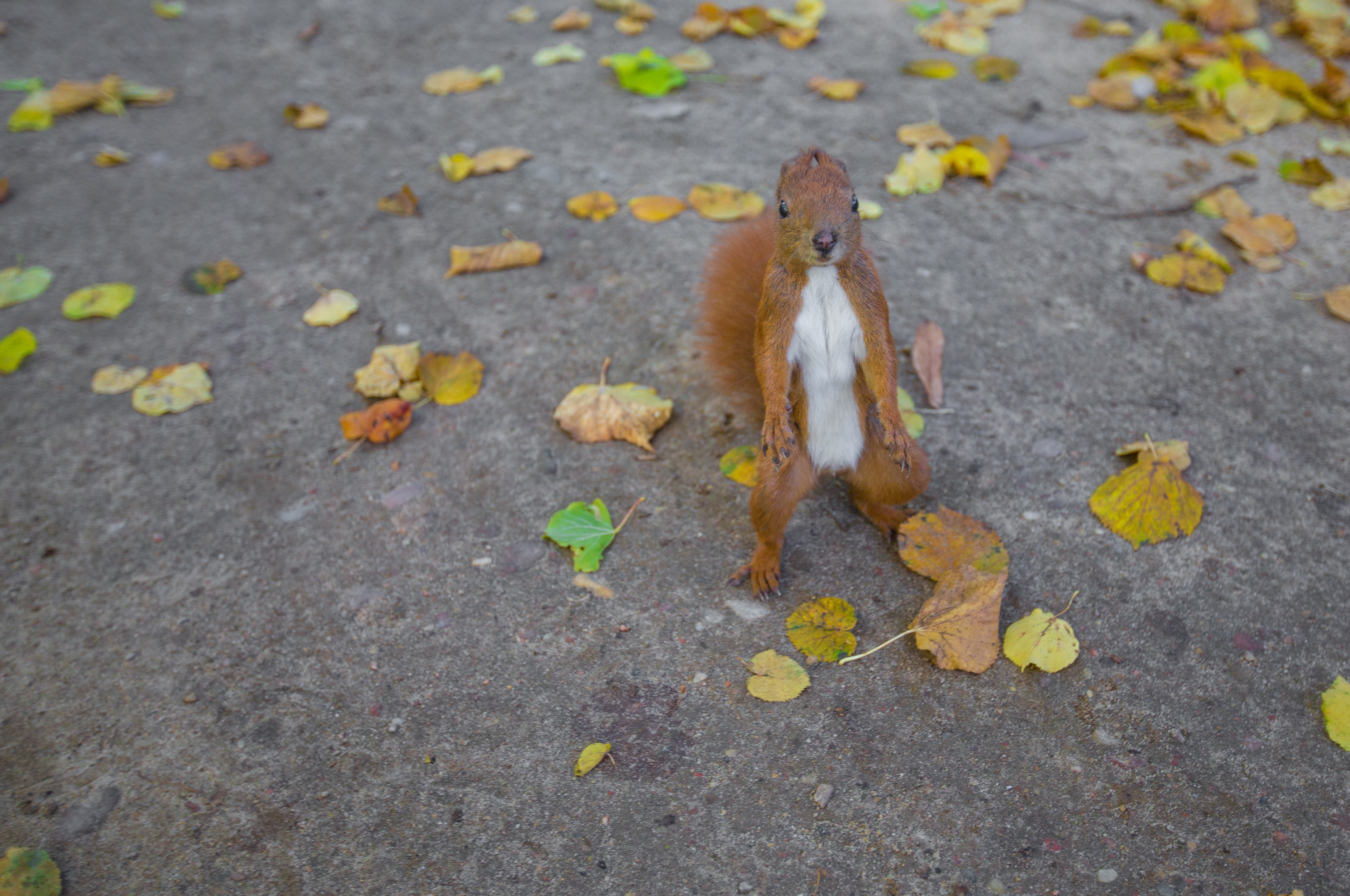 Wallpapers squirrel pavement mammal on the desktop