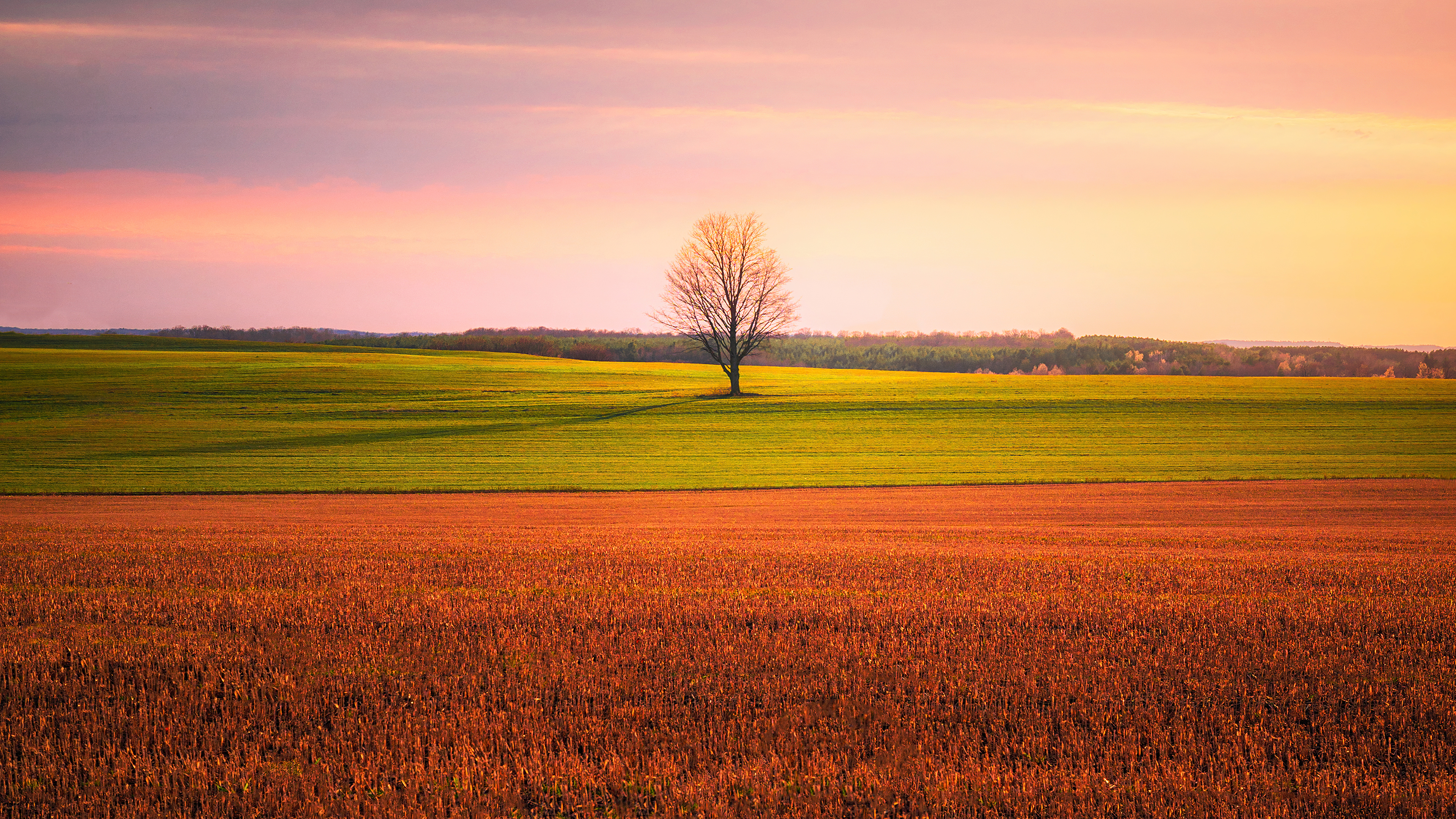 Фото бесплатно поле, одинокое дерево, закат солнца