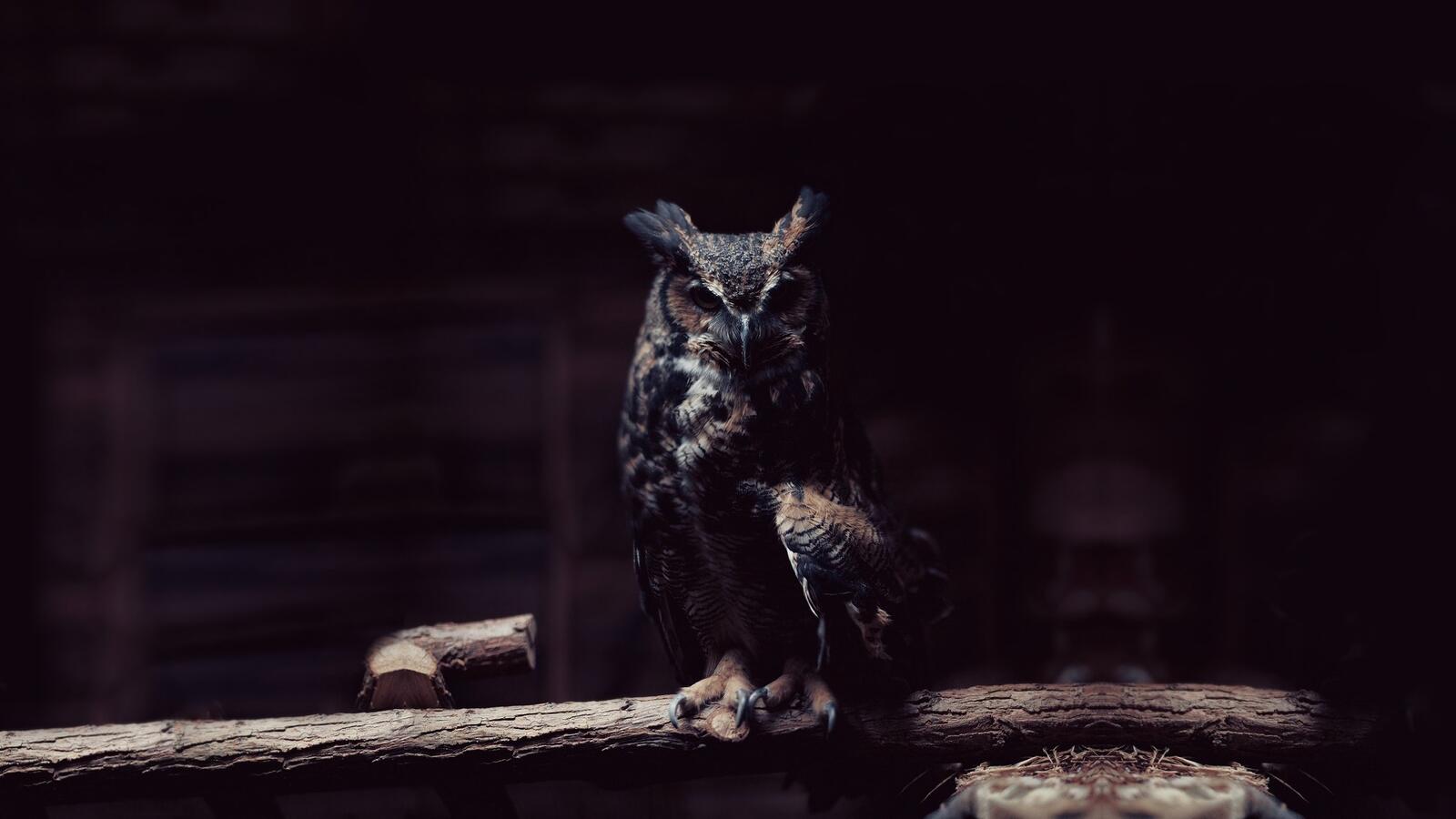 Wallpapers owl majestic predator birds on the desktop