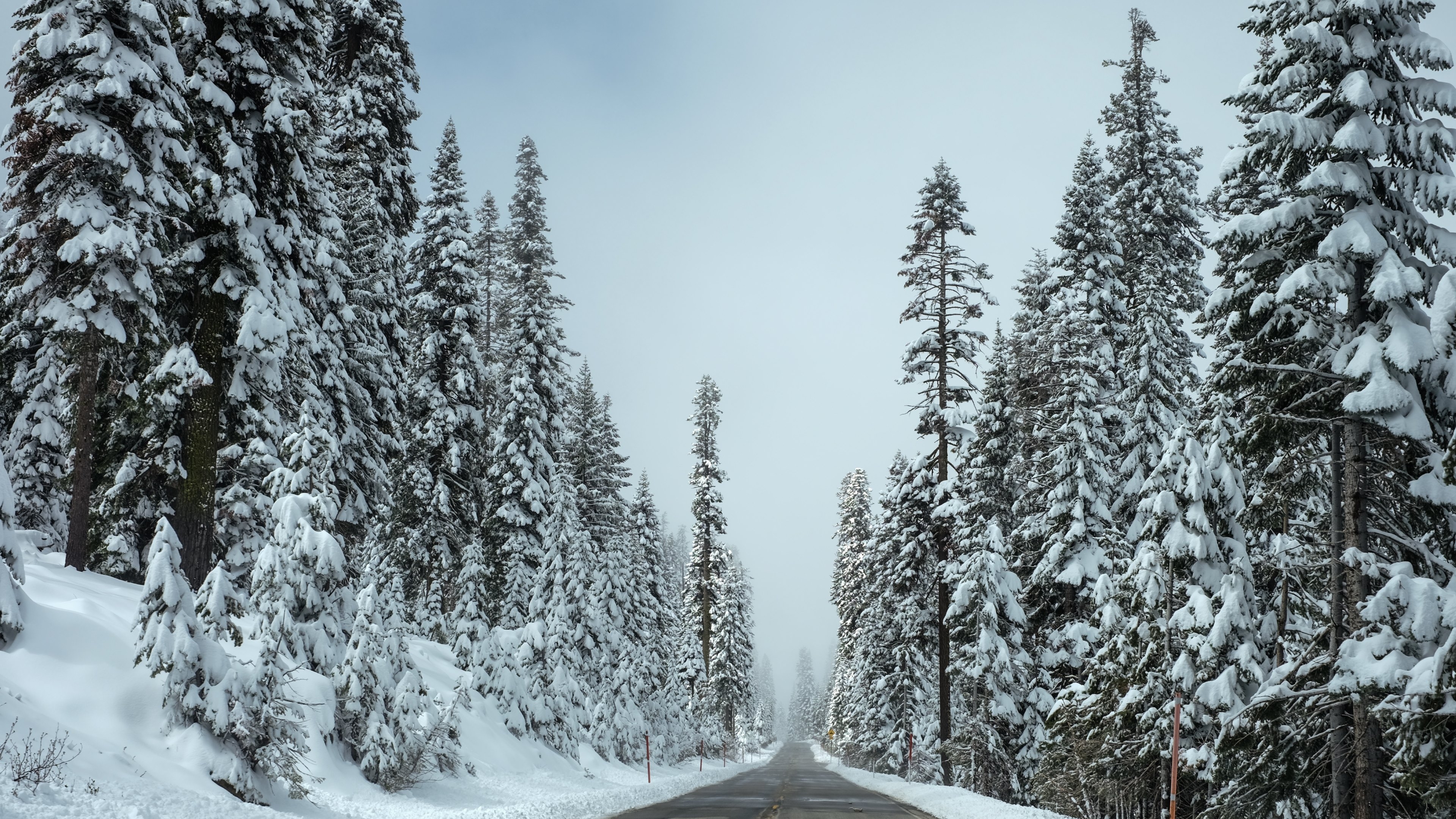 冬日森林中的道路