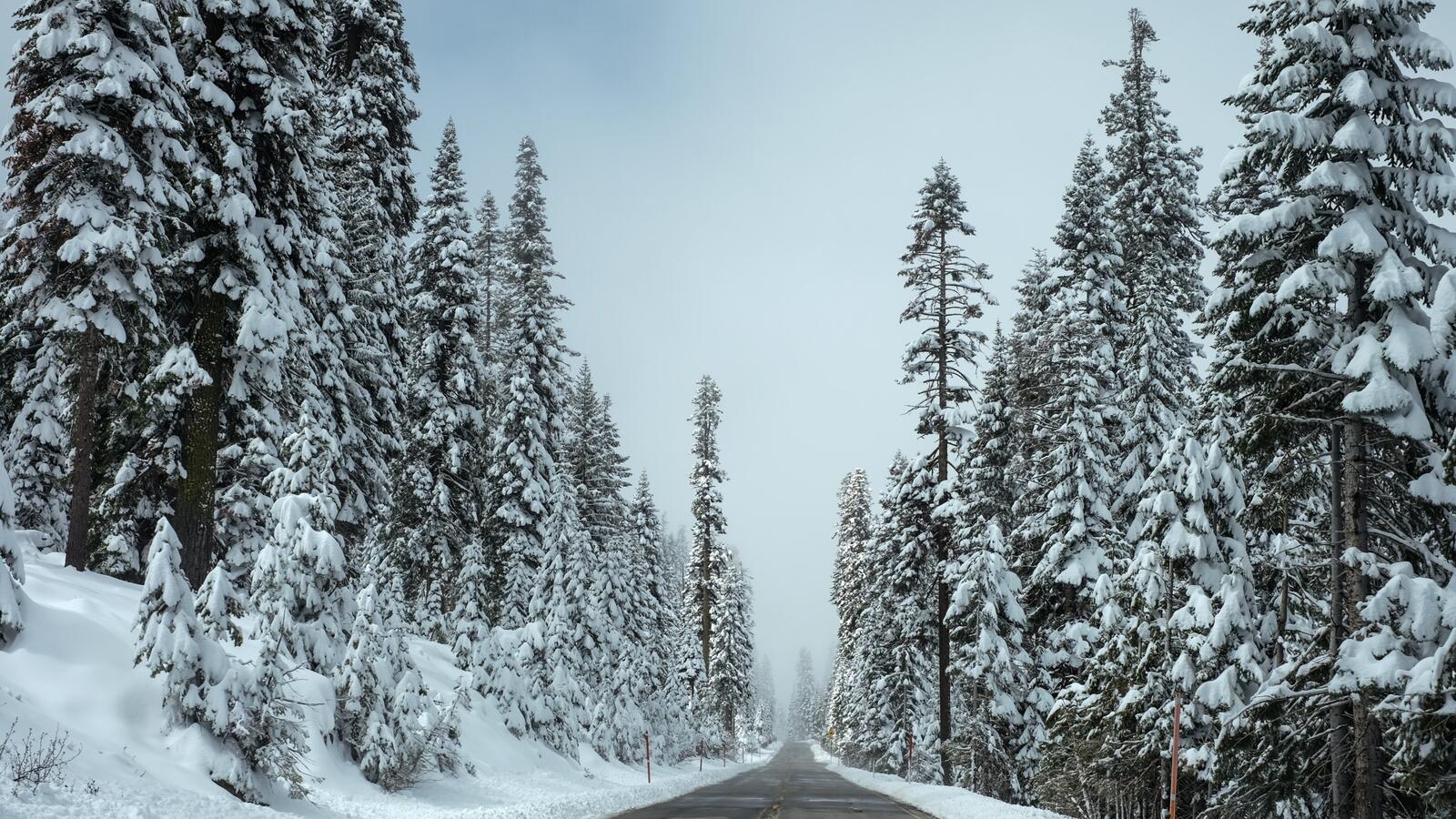 Free photo A road in the winter forest