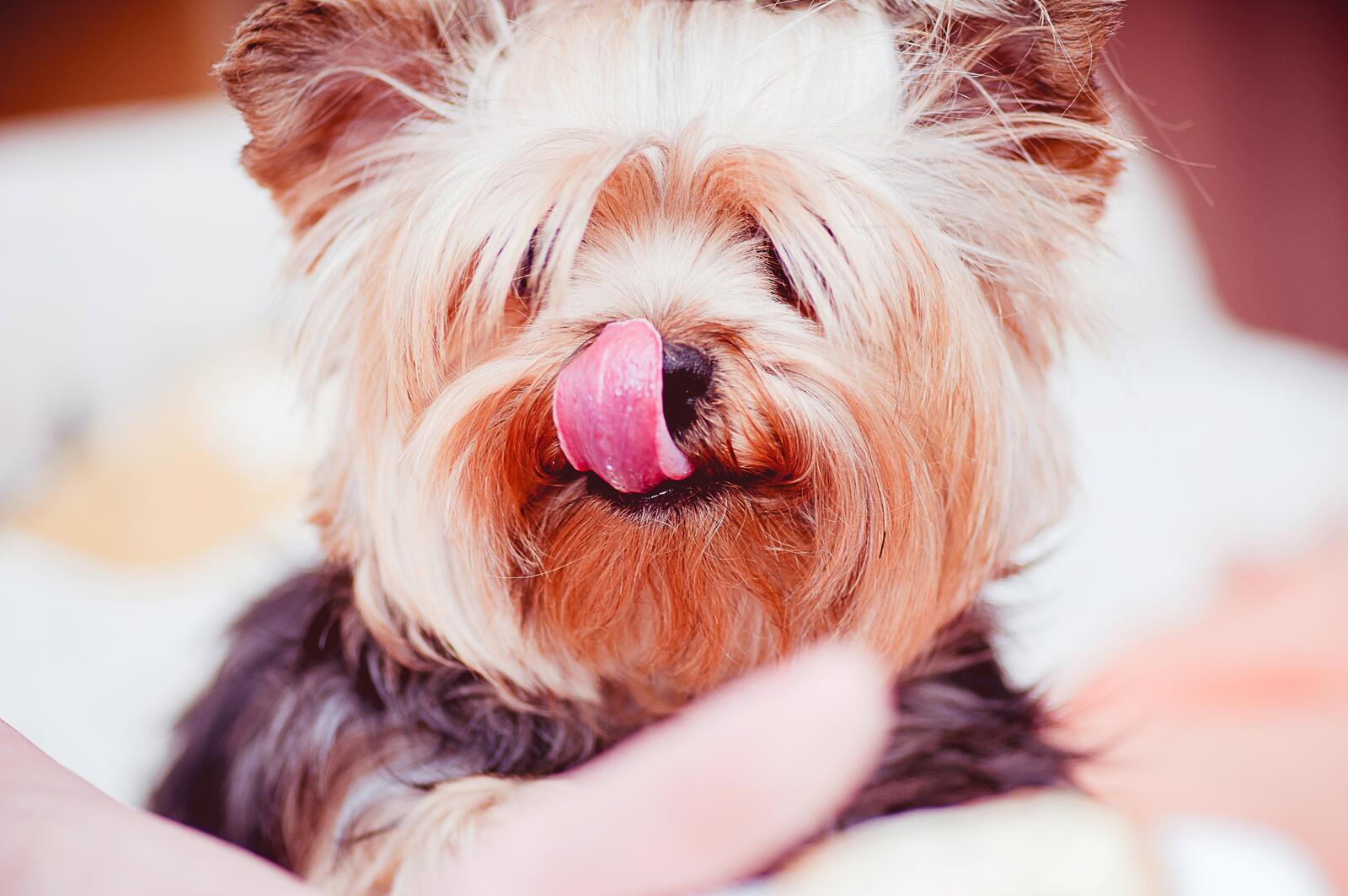 Wallpapers yorkshire terrier licking puppy on the desktop