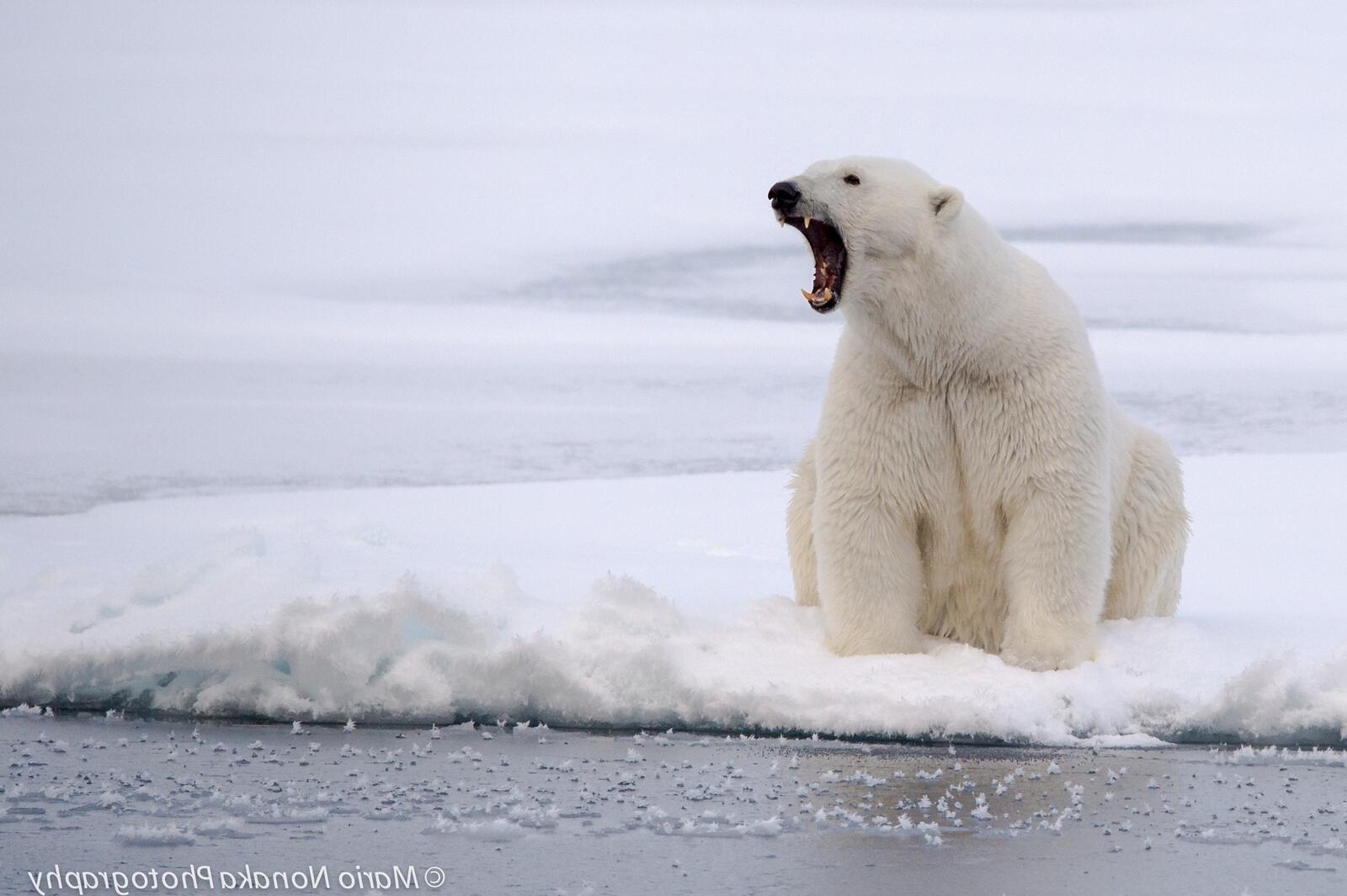 Free photo Polar bear on an ice floe
