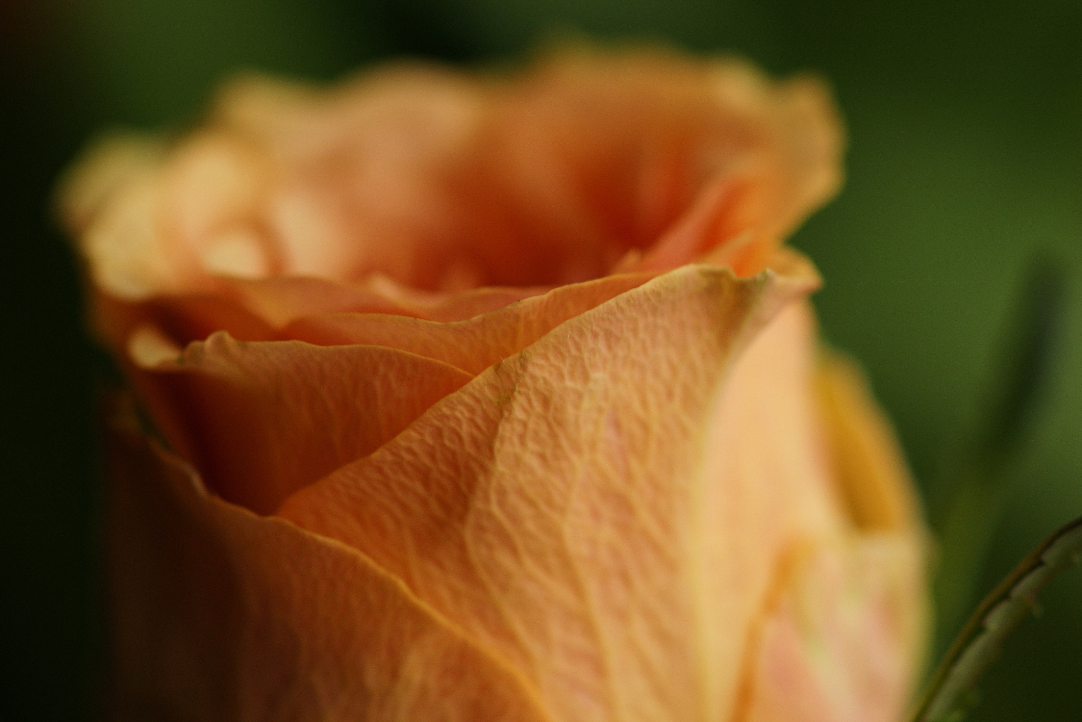 Фото бесплатно роза, лепестки, цветок