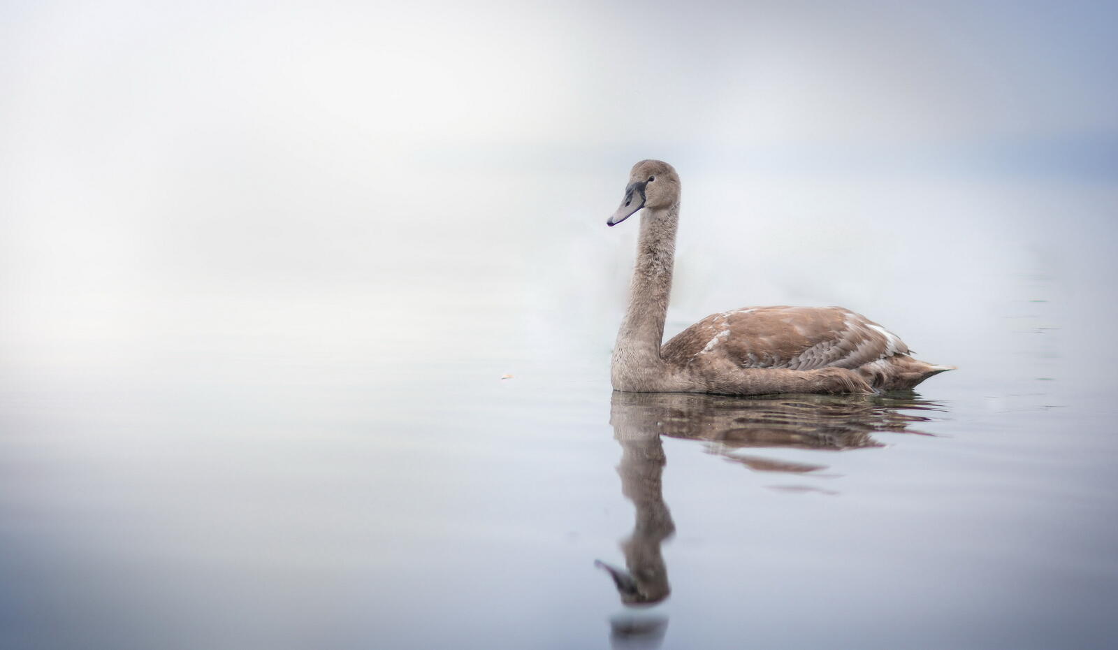 Wallpapers swan lake swims on the desktop