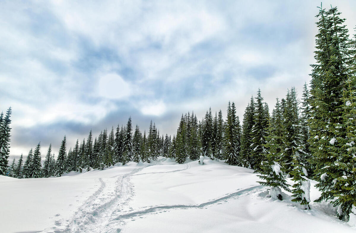 下载树木和雪堆照片