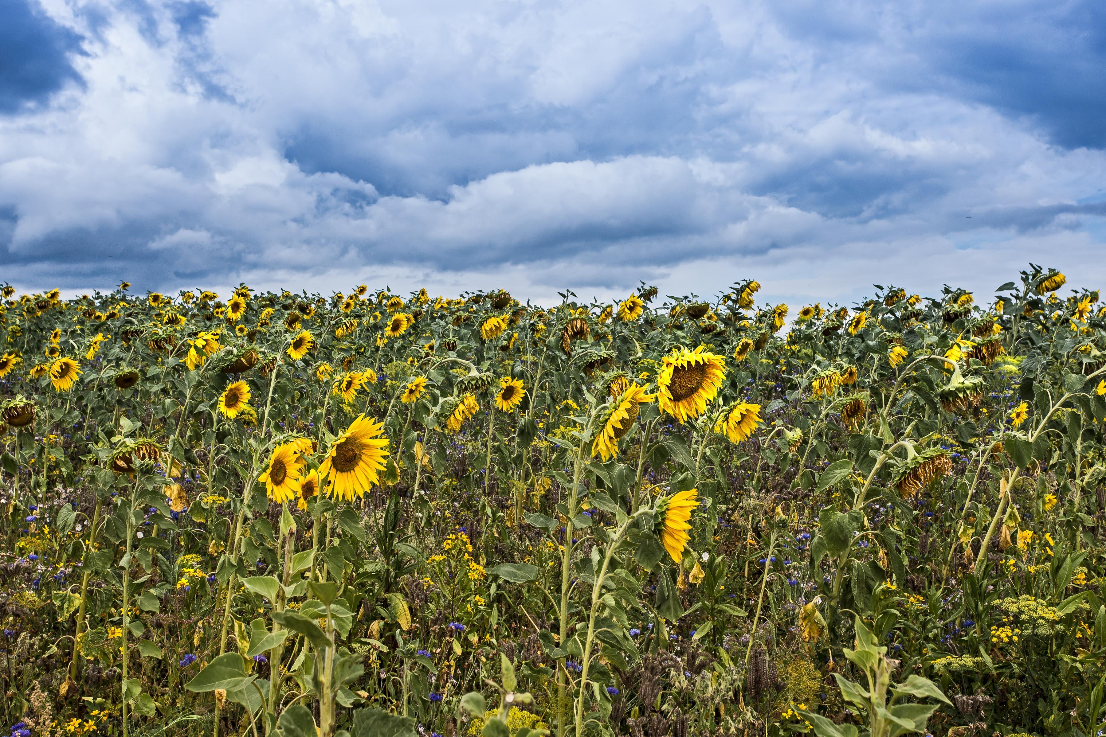 Photo free sunflowers, sunflower field, many sunflowers