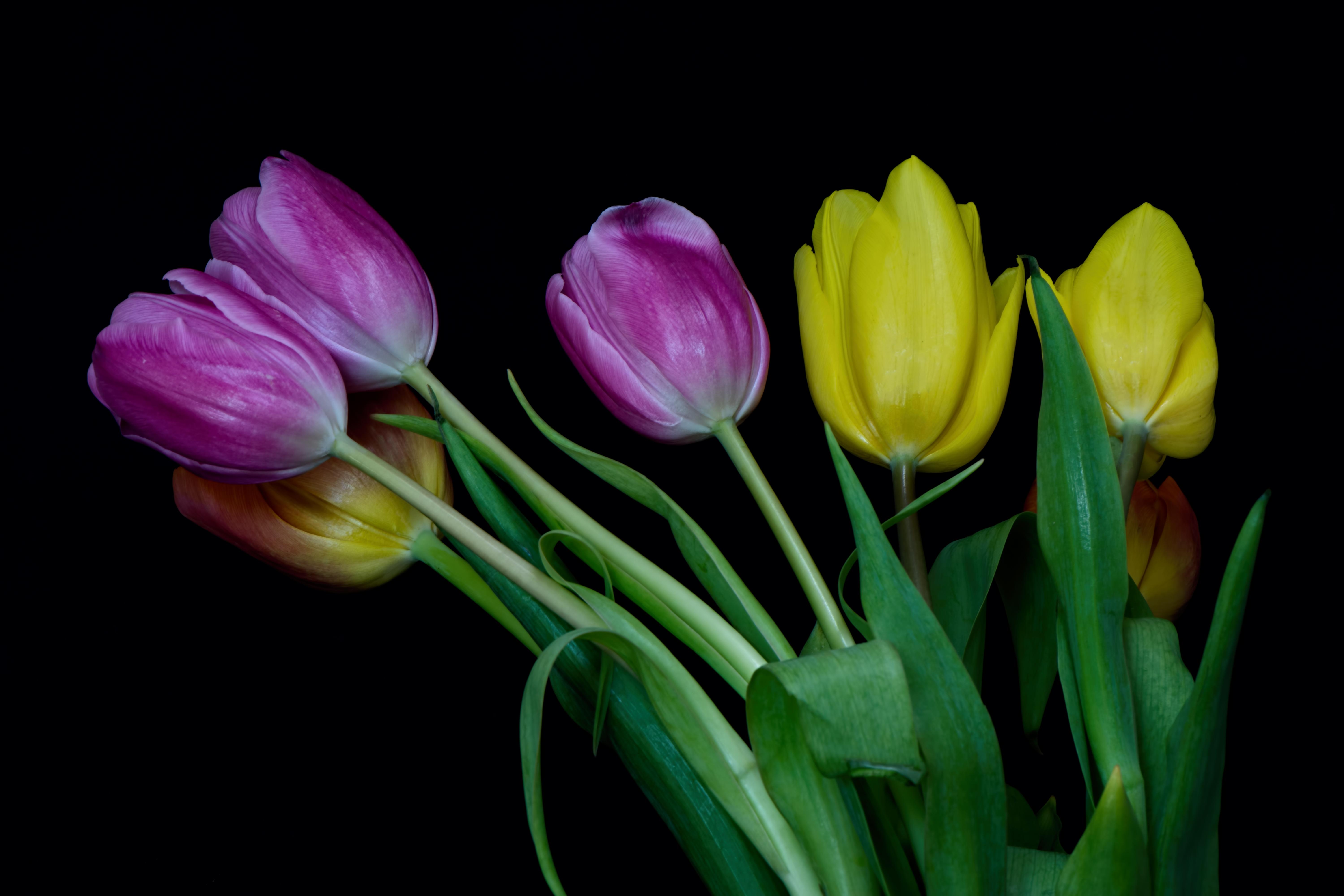 Photo free pink tulips, flora, tulips