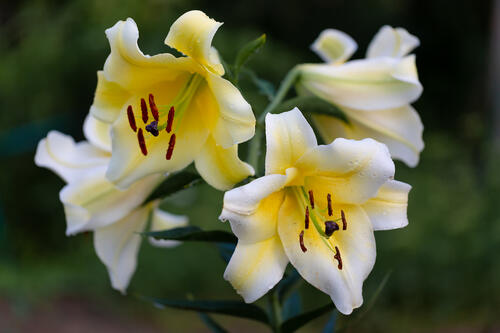 Yellow and white lilies after the rain