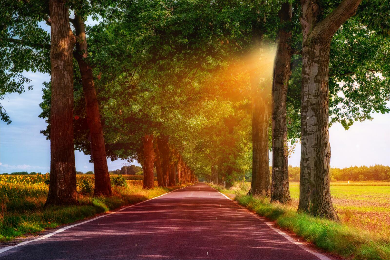 Wallpapers sunrays alley road on the desktop