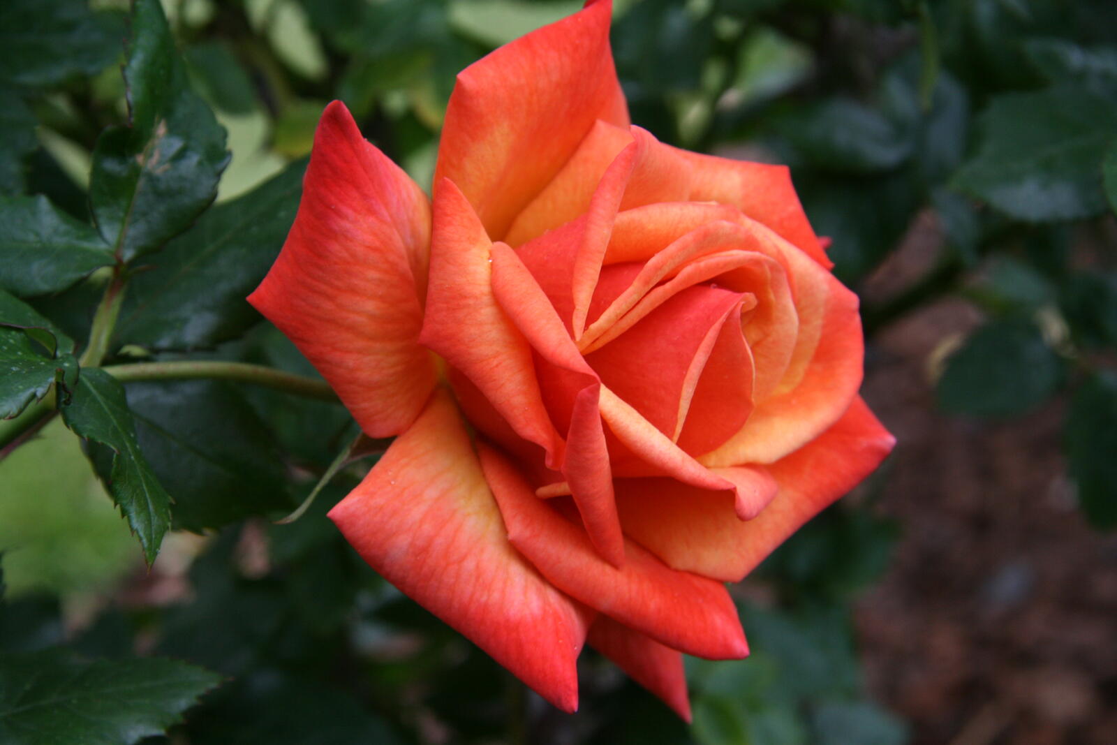 Бесплатное фото Розы садовые