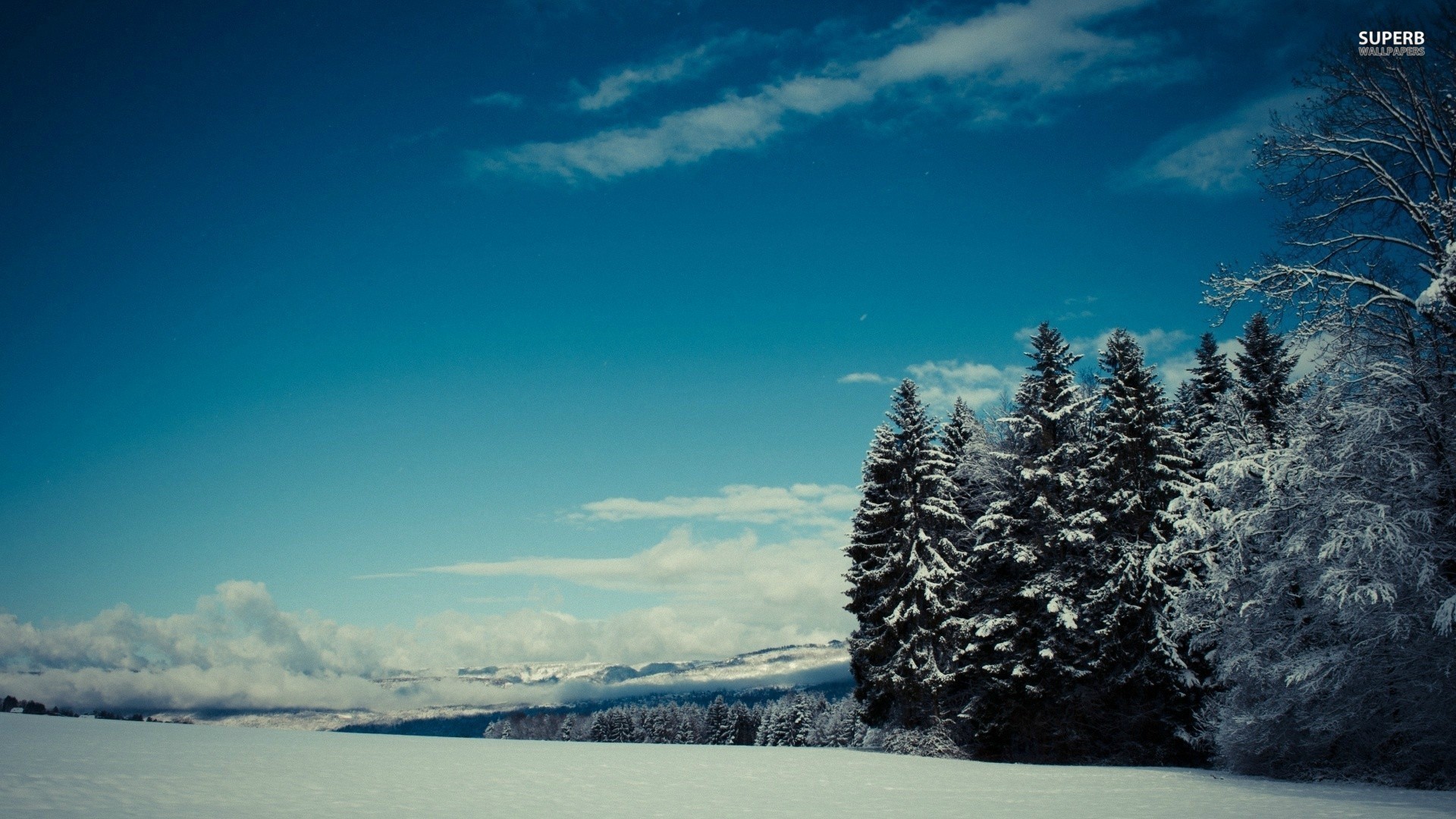 A snowy field with conifers