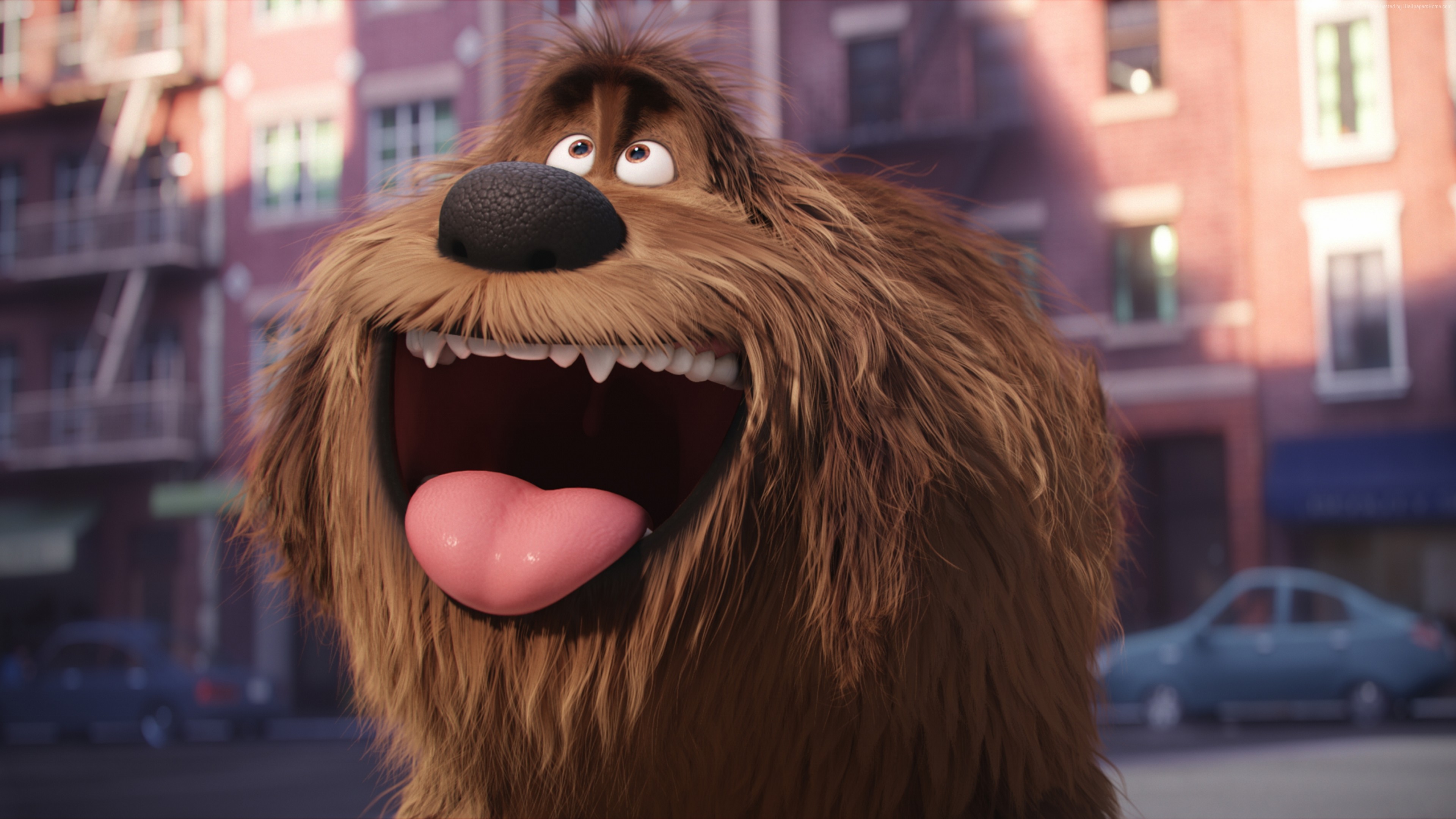 Wallpapers The Secret Life Of Pets dog movies on the desktop