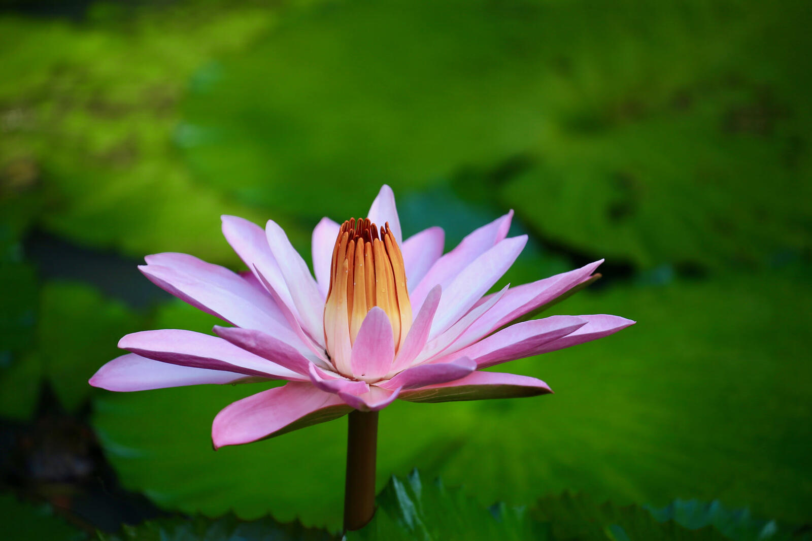 Wallpapers water lilies pink flower water lily on the desktop