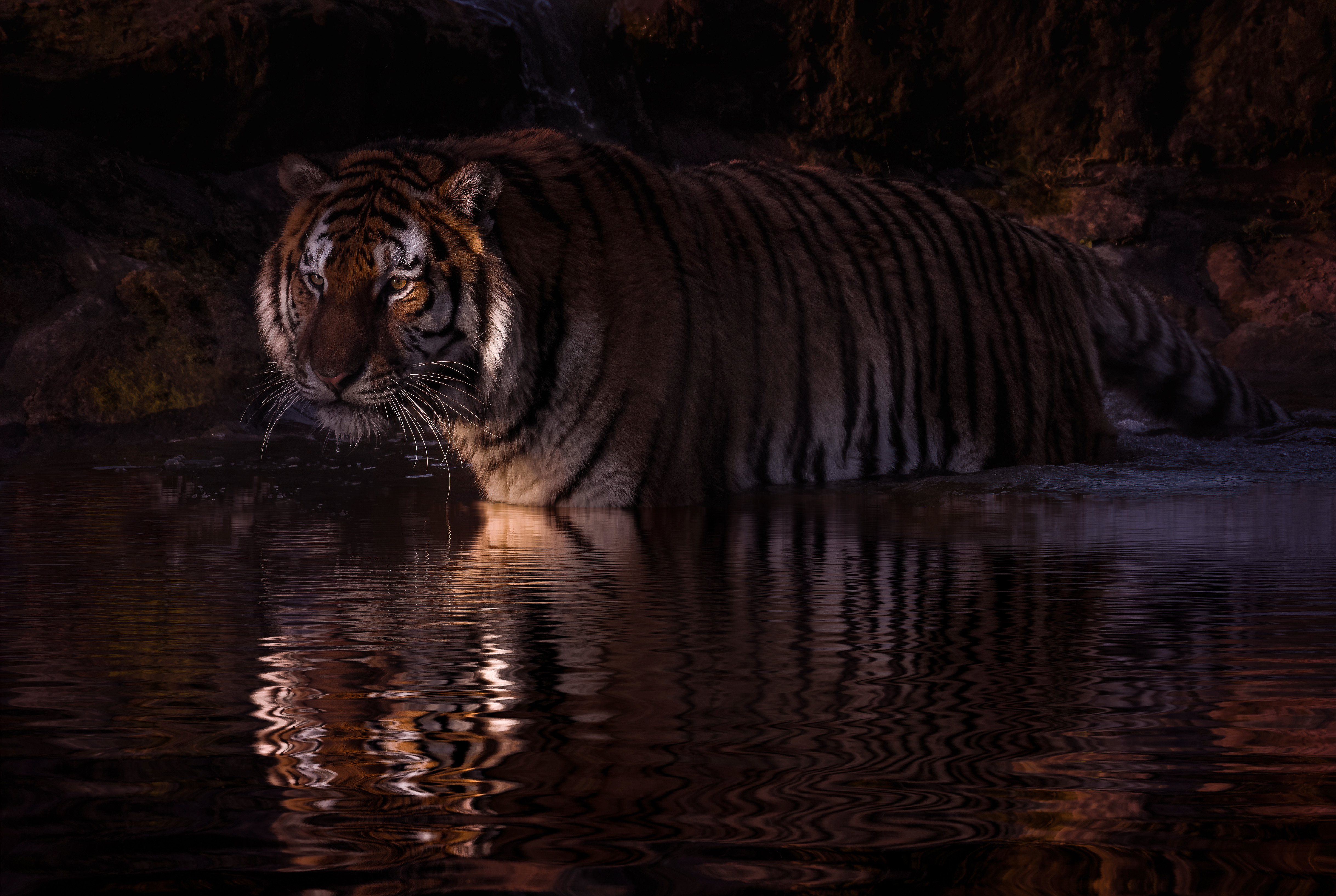Wallpapers night tiger pond on the desktop