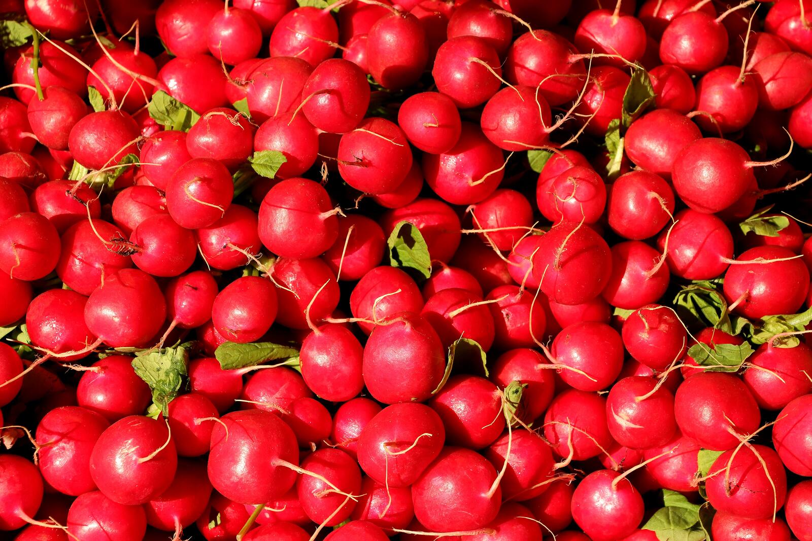 Wallpapers radishes eat terrestrial plant on the desktop